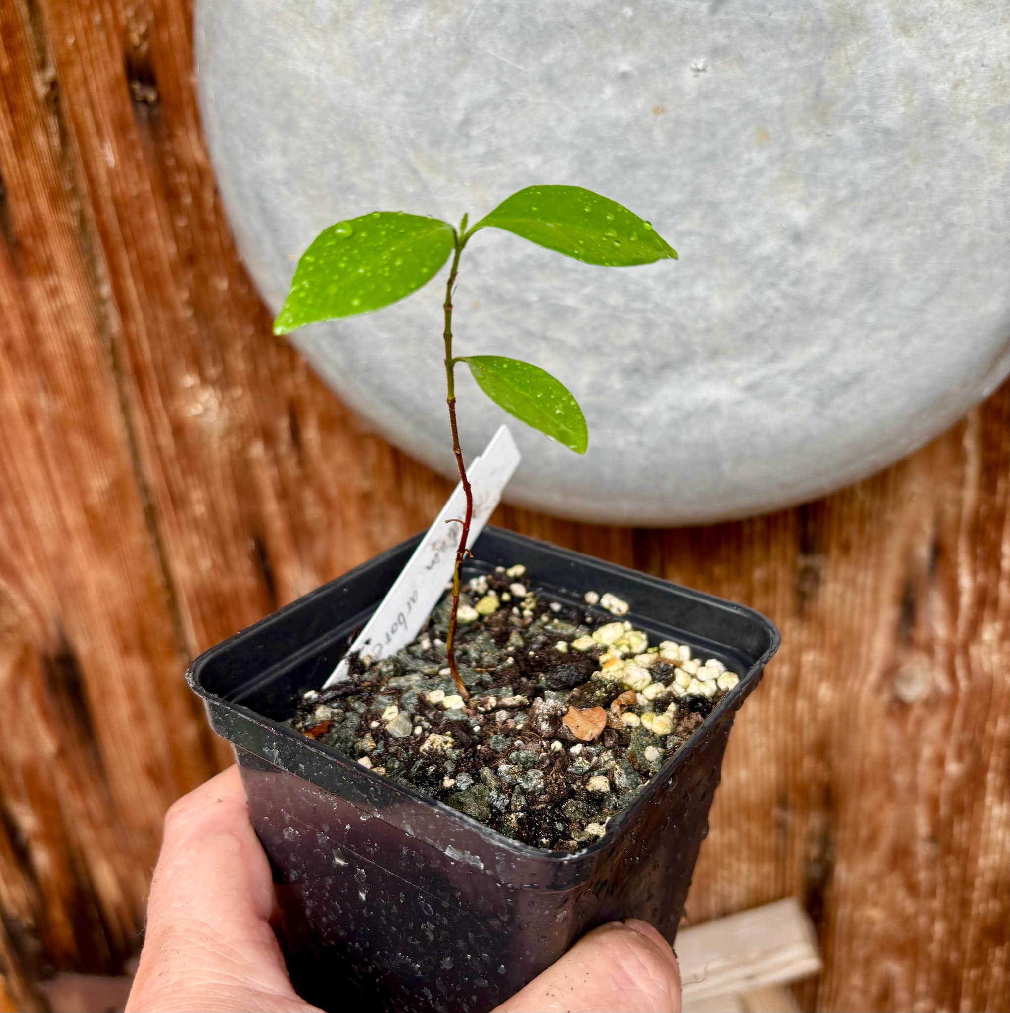 ARAÇA-AÇU (Psidium arboreum) - 1 potted seedling / 1 getopfter Sämling