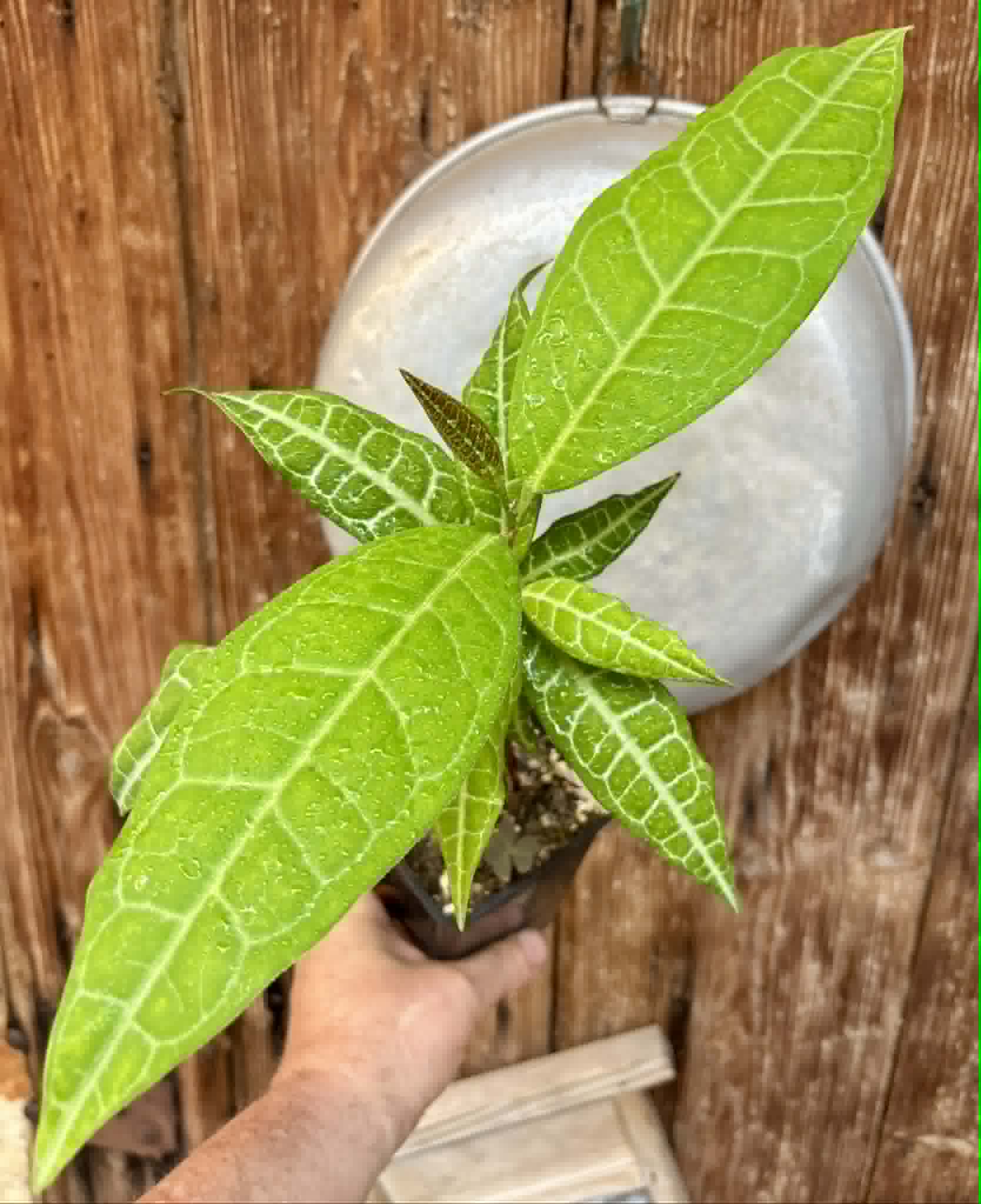 Eugenia sp Labisia -  1 potted plant / 1 getopfte Pflanze