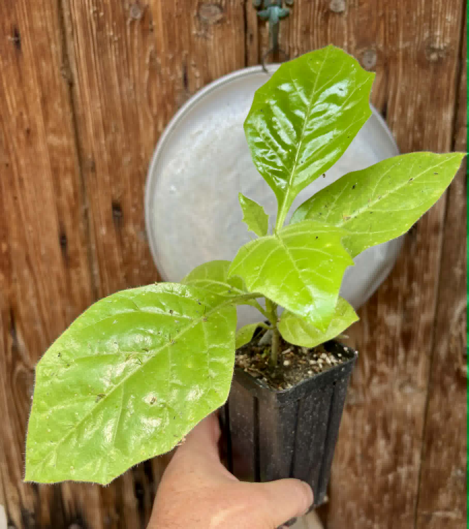 Solanum rumpincola - 1 potted seedling / 1 getopfter Sämling