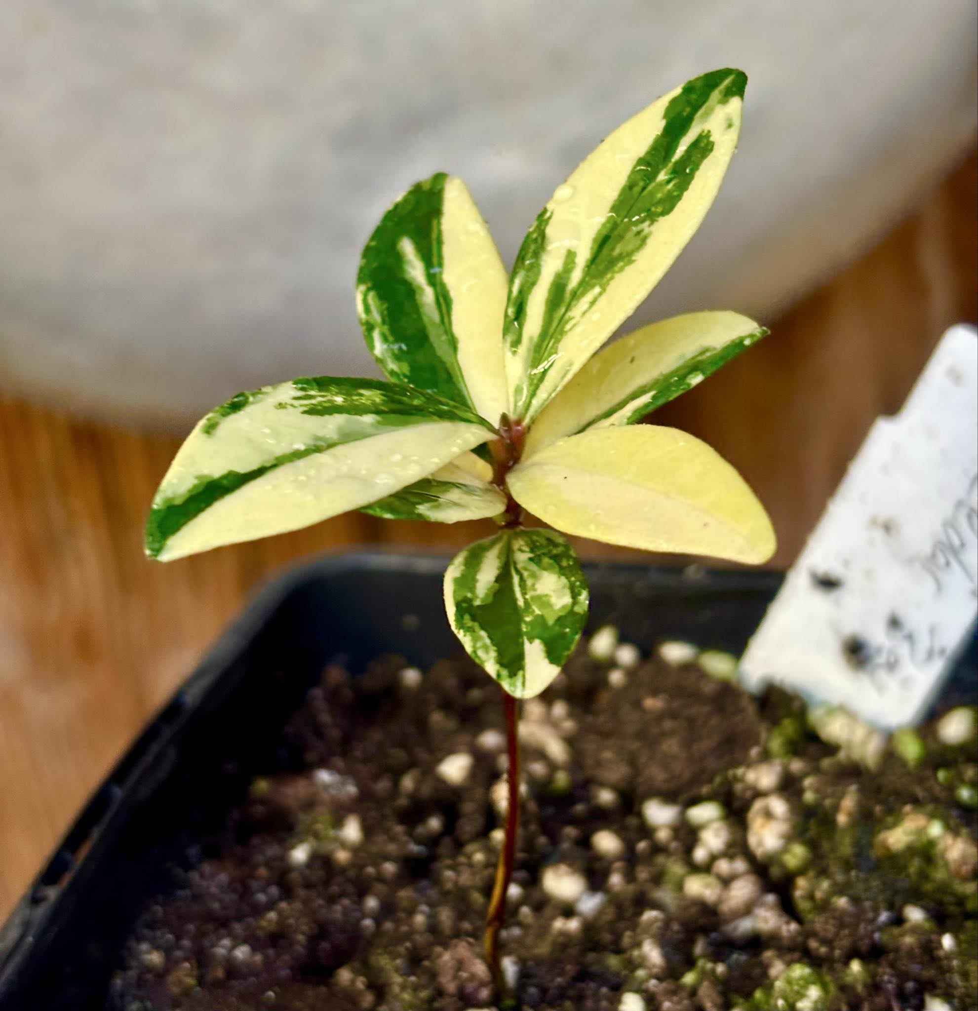 Ultra rare - variegated Eugenia reinwardtiana - Cedarbay Cherry -  1 potted seedling / 1 getopfter Sämling