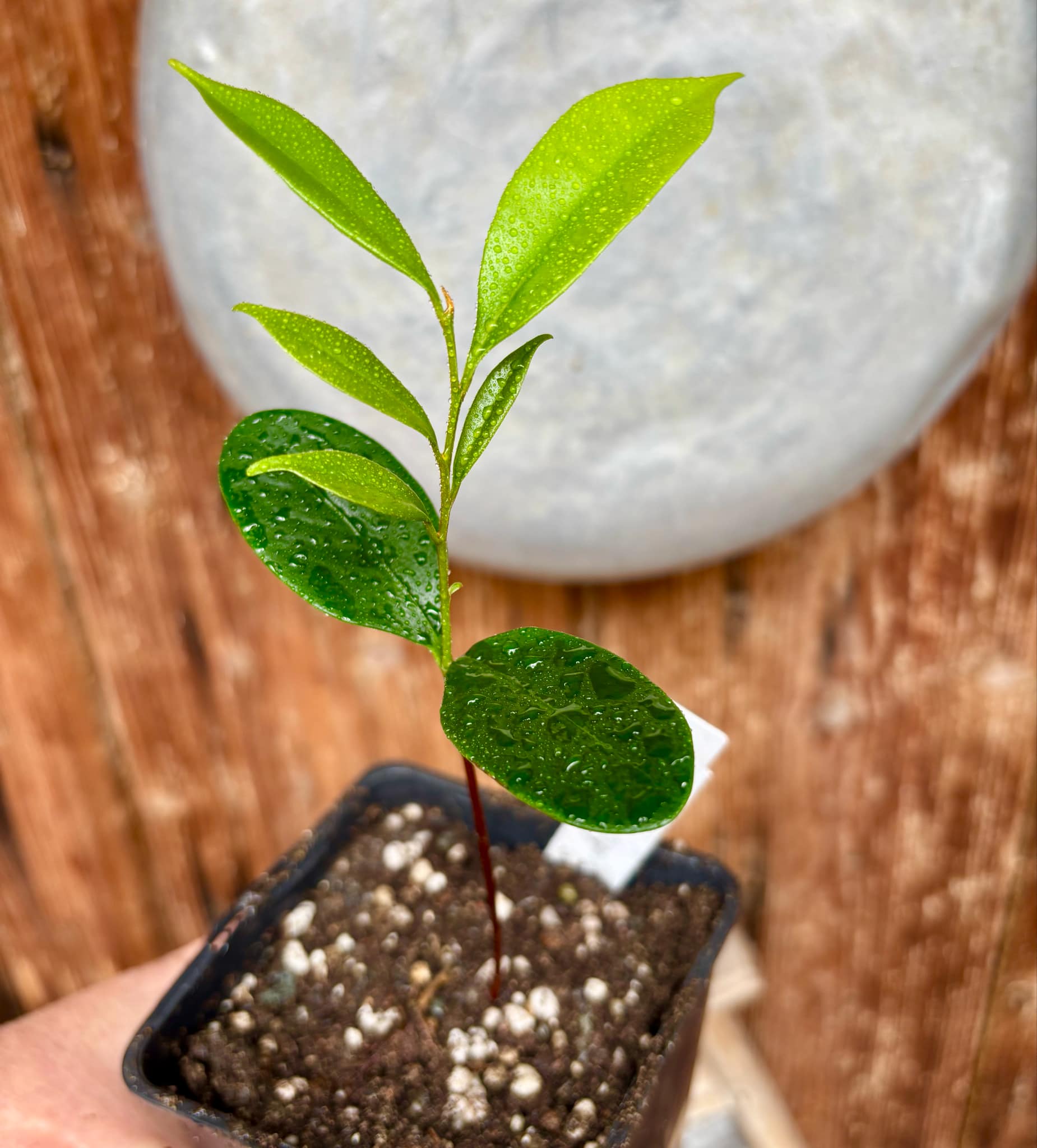 Diploon cuspidatum  -  1 small potted seedling / 1 kleiner, getopfter Sämling