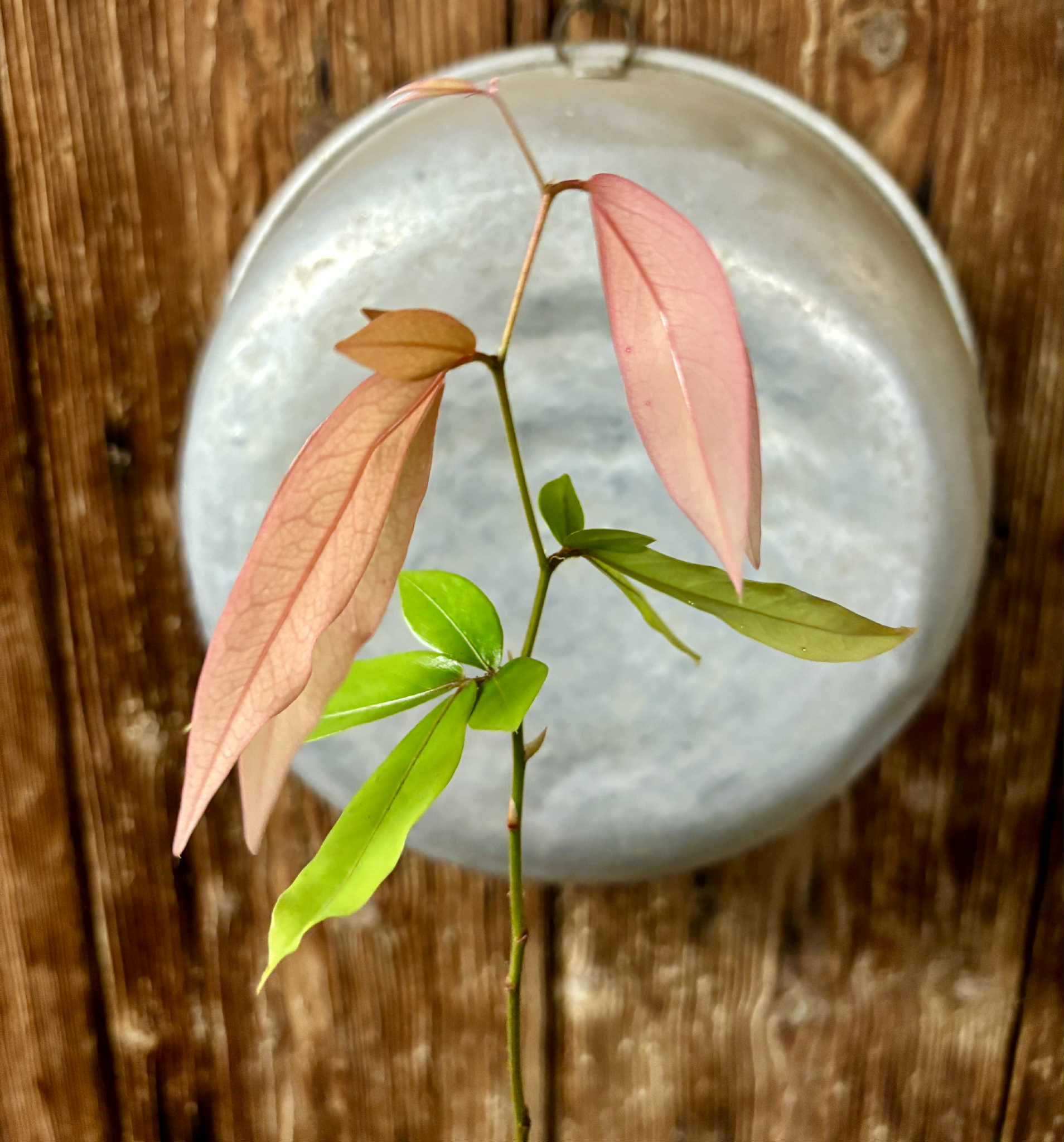Cynometra malaccensis -  1 potted seedling / 1 getöpfter Sämling