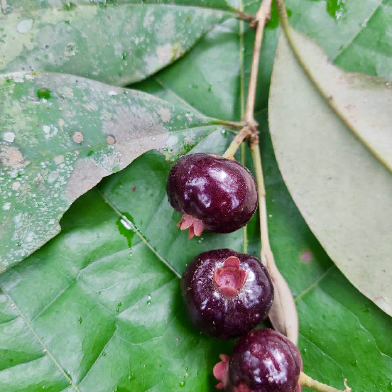 Pre Order - Eugenia pisiformis var. Uruçuca - 1 fresh seed / 1 frischer Samen
