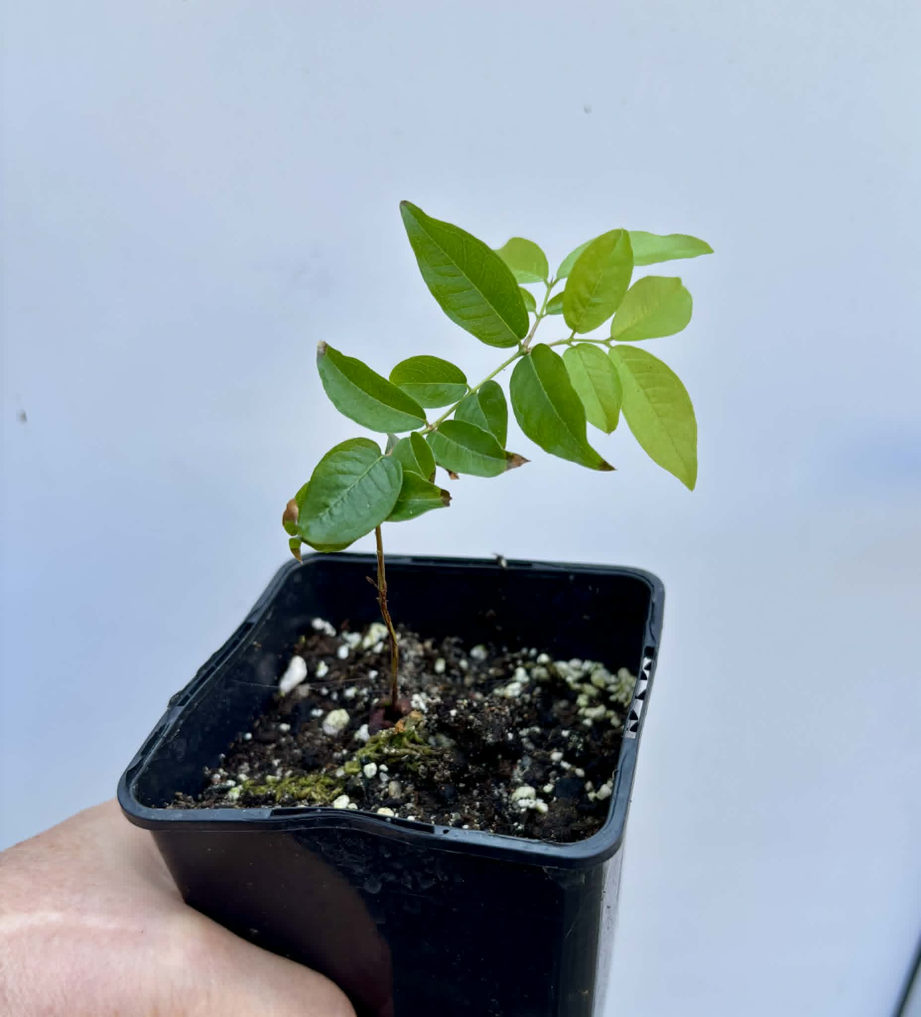 Plinia povedae - 1 potted seedling / 1 getopfter Sämling