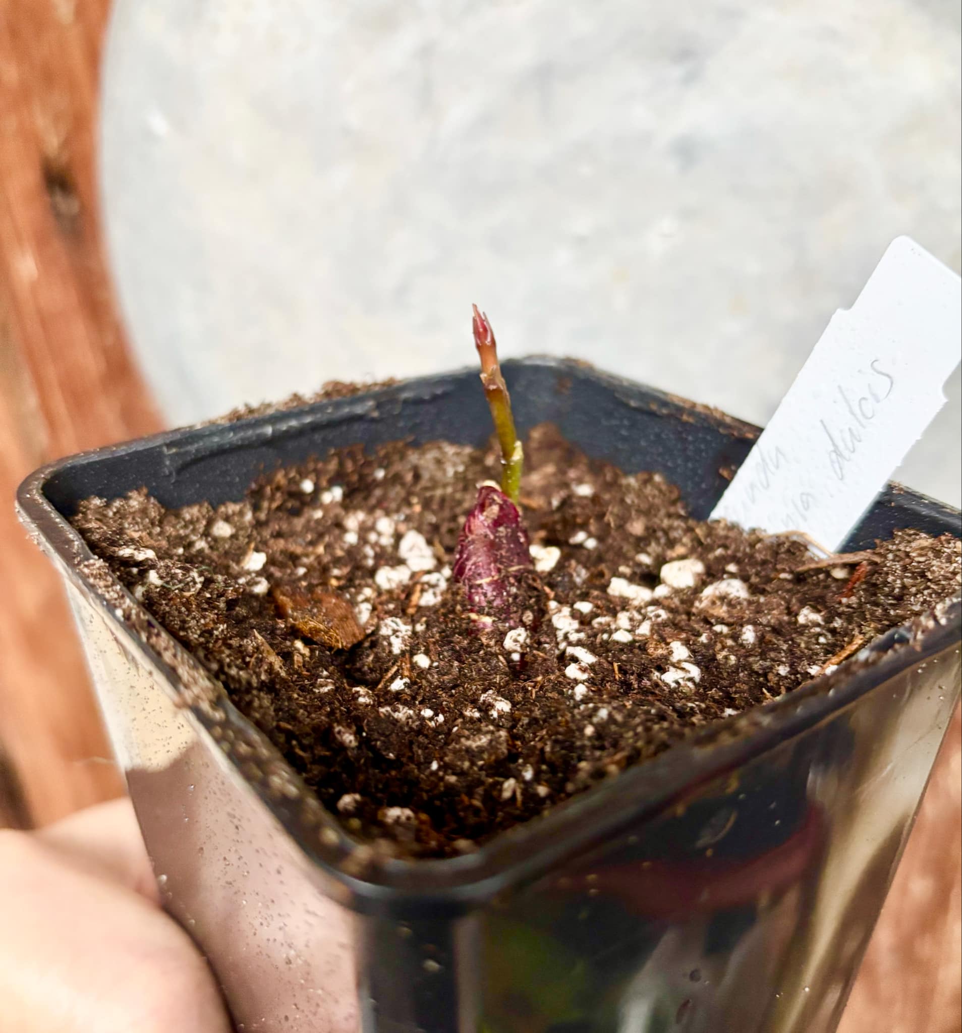 Garcinia dulcis - Mundu  - 1 small potted seedling / 1 kleiner, getopfter Sämling