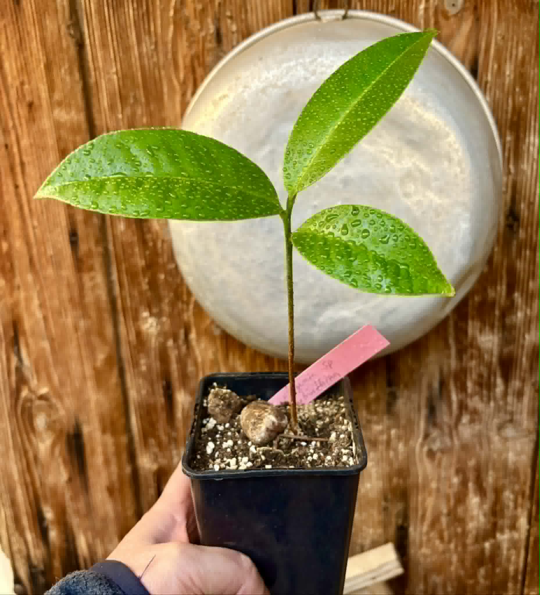 Eugenia sp Terebinthina - 1 potted seedling / 1 getopfter Sämling