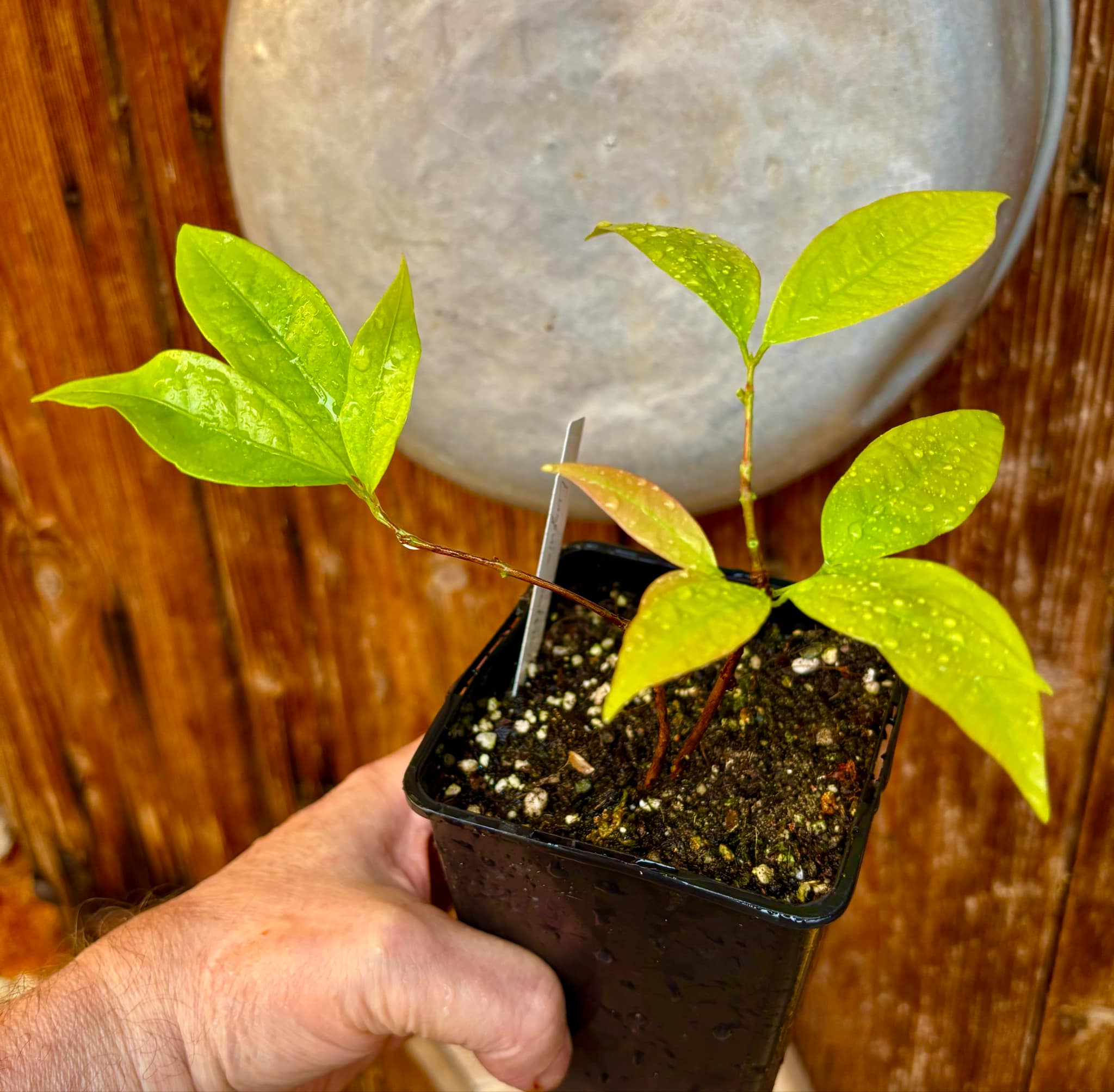 Ruby do Amazonas (Eugenia patrisii) 1 potted seedling / 1 getopfter Sämling