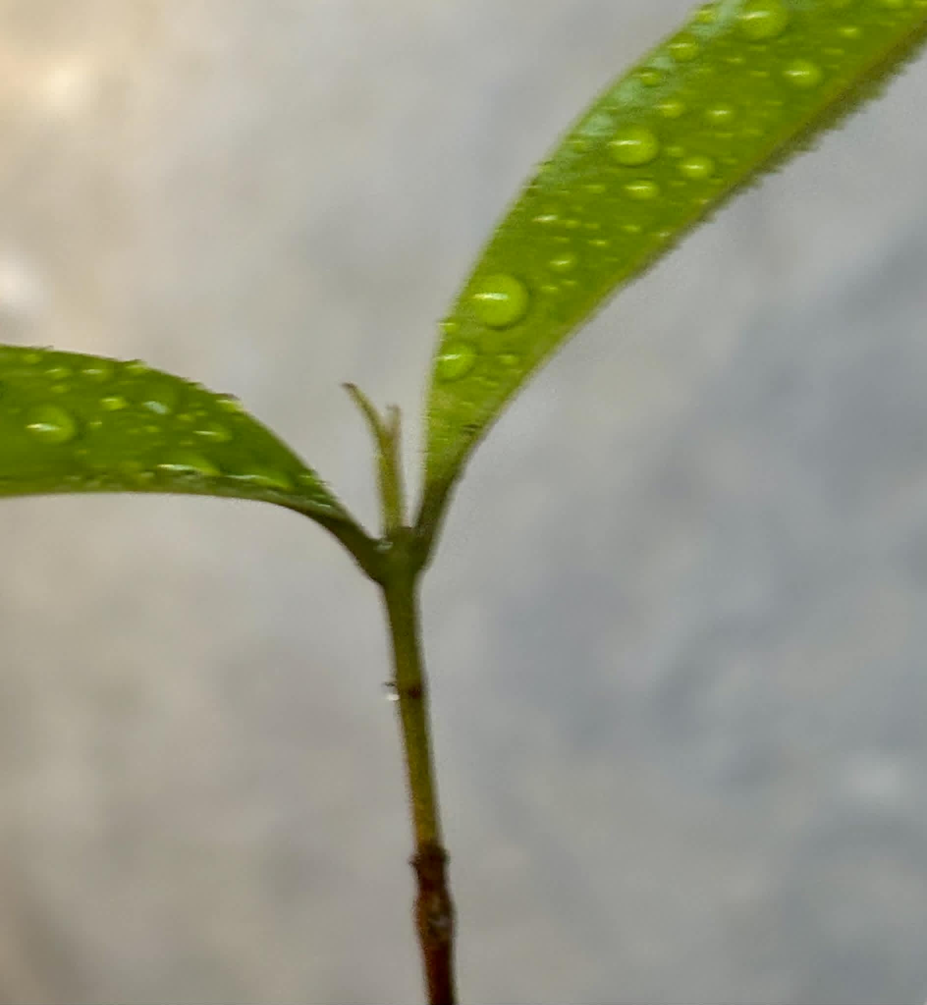 Eugenia sp Pitanga-Acerola - 1 potted seedling / 1 getopfter Sämling