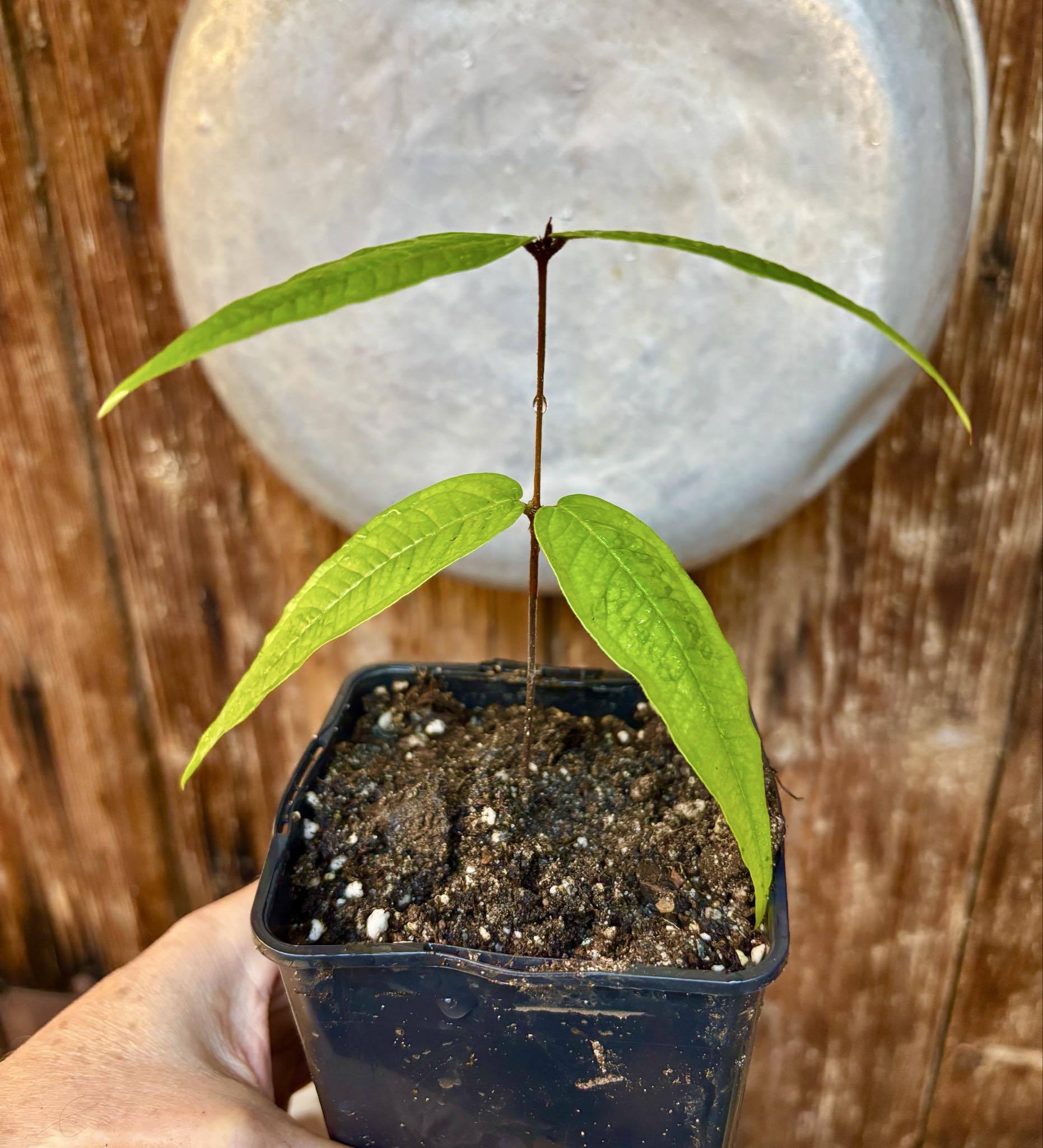 Plinia aureana "Branca Costada"  - 1 rooted, potted cutting / 1 bewurzelter, getopfter Steckling