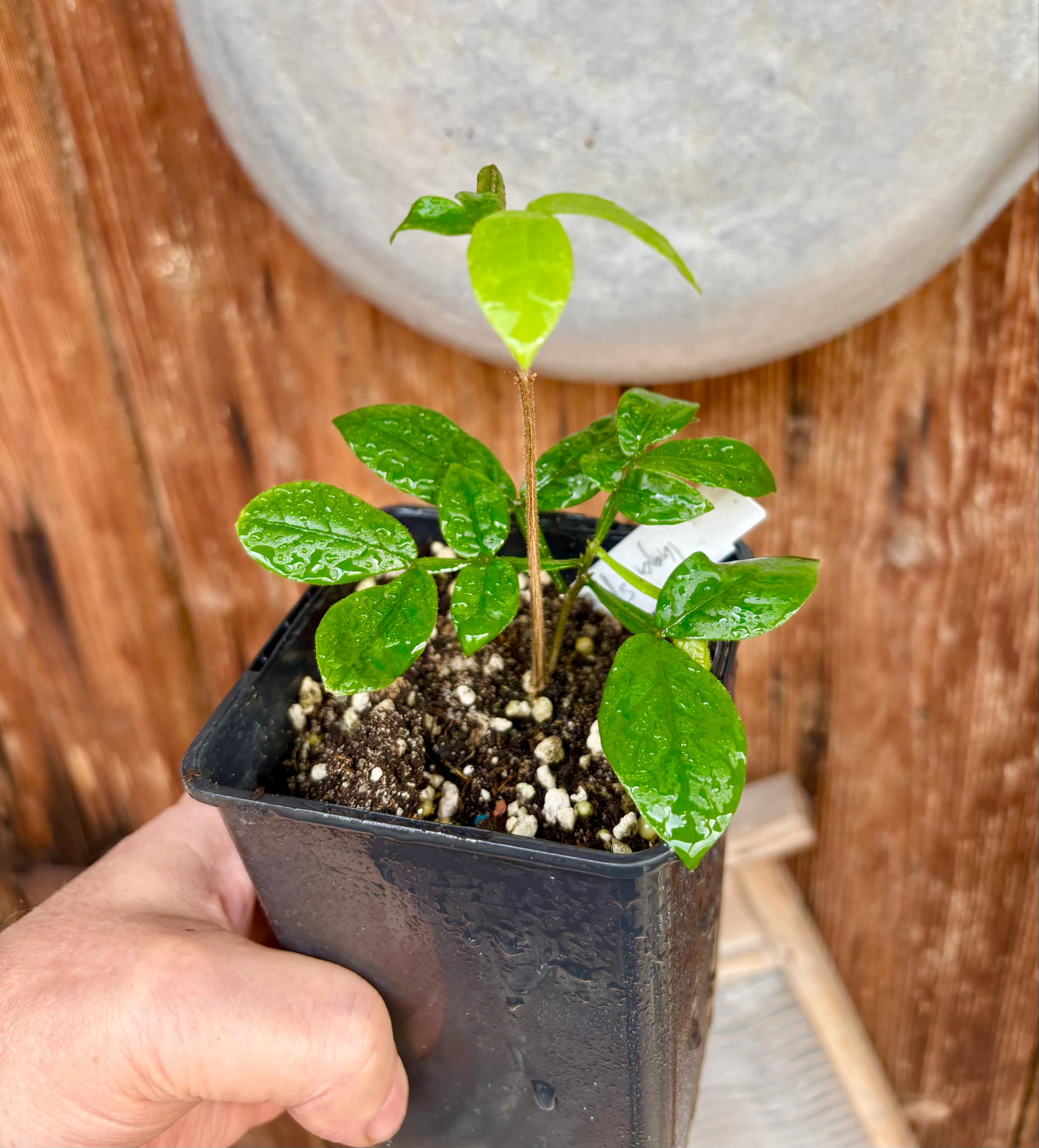 Inga sp Pequena -  1 potted plant / 1 getopfte Pflanze