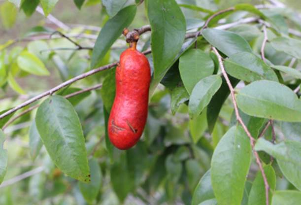Fingersop (Meiogyne cylindrocarpa) - 1 fresh seed / 1 frischer Samen