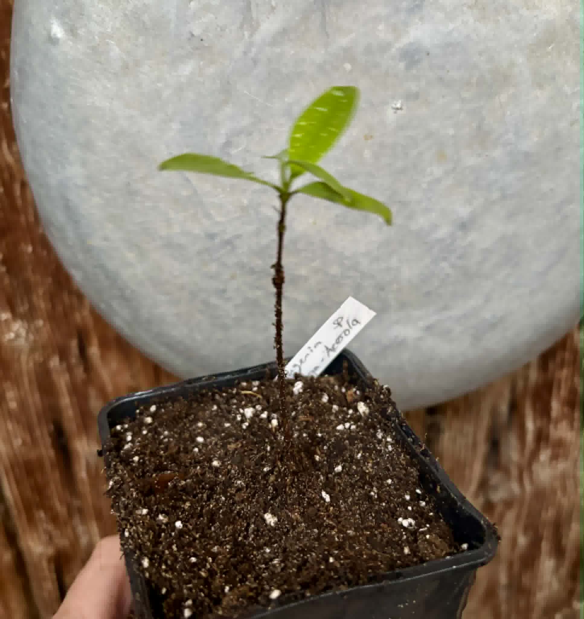 Eugenia sp Pitanga-Acerola - 1 potted seedling / 1 getopfter Sämling