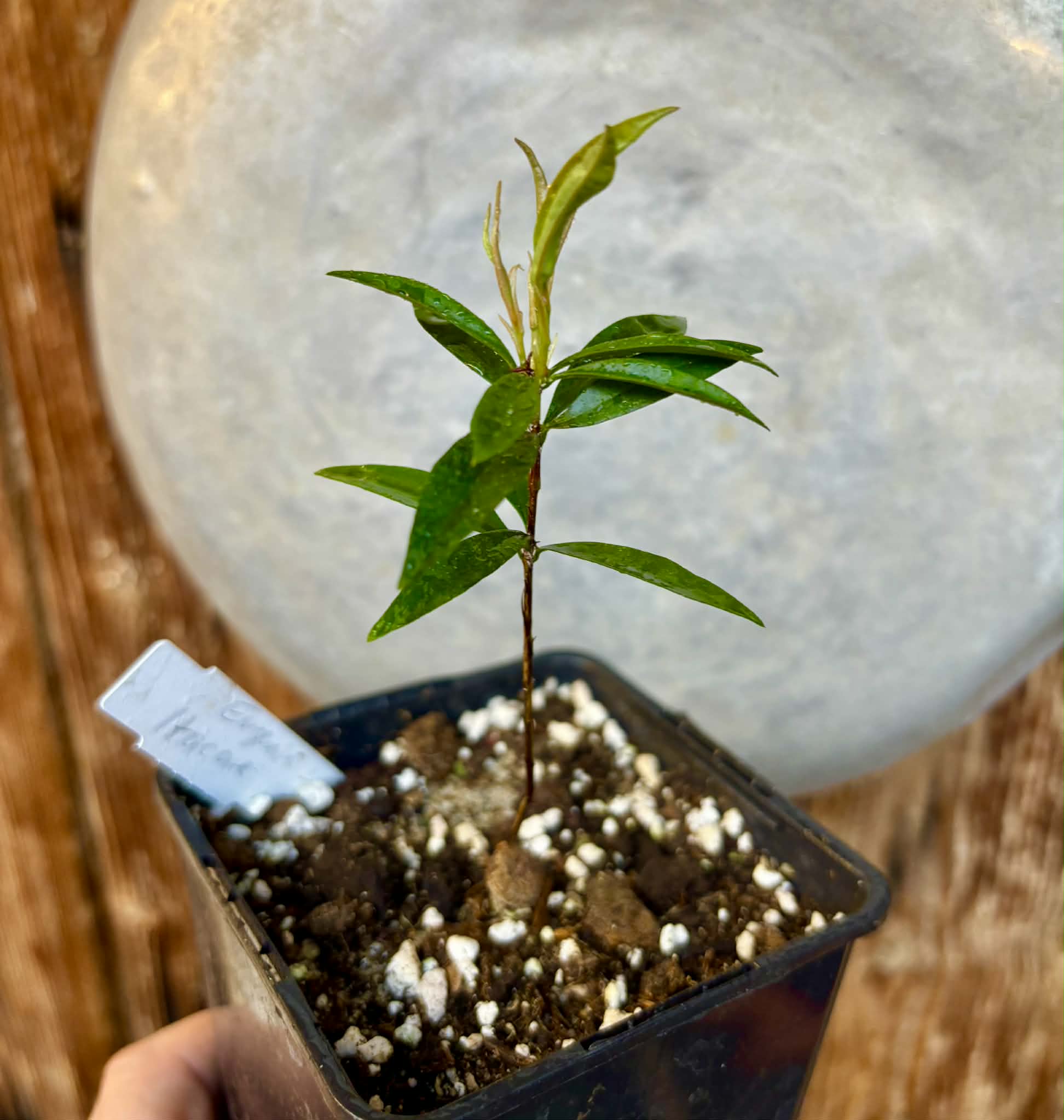 Eugenia sp Itacare vermelha -  1 potted seedling / 1 getopfter Sämling