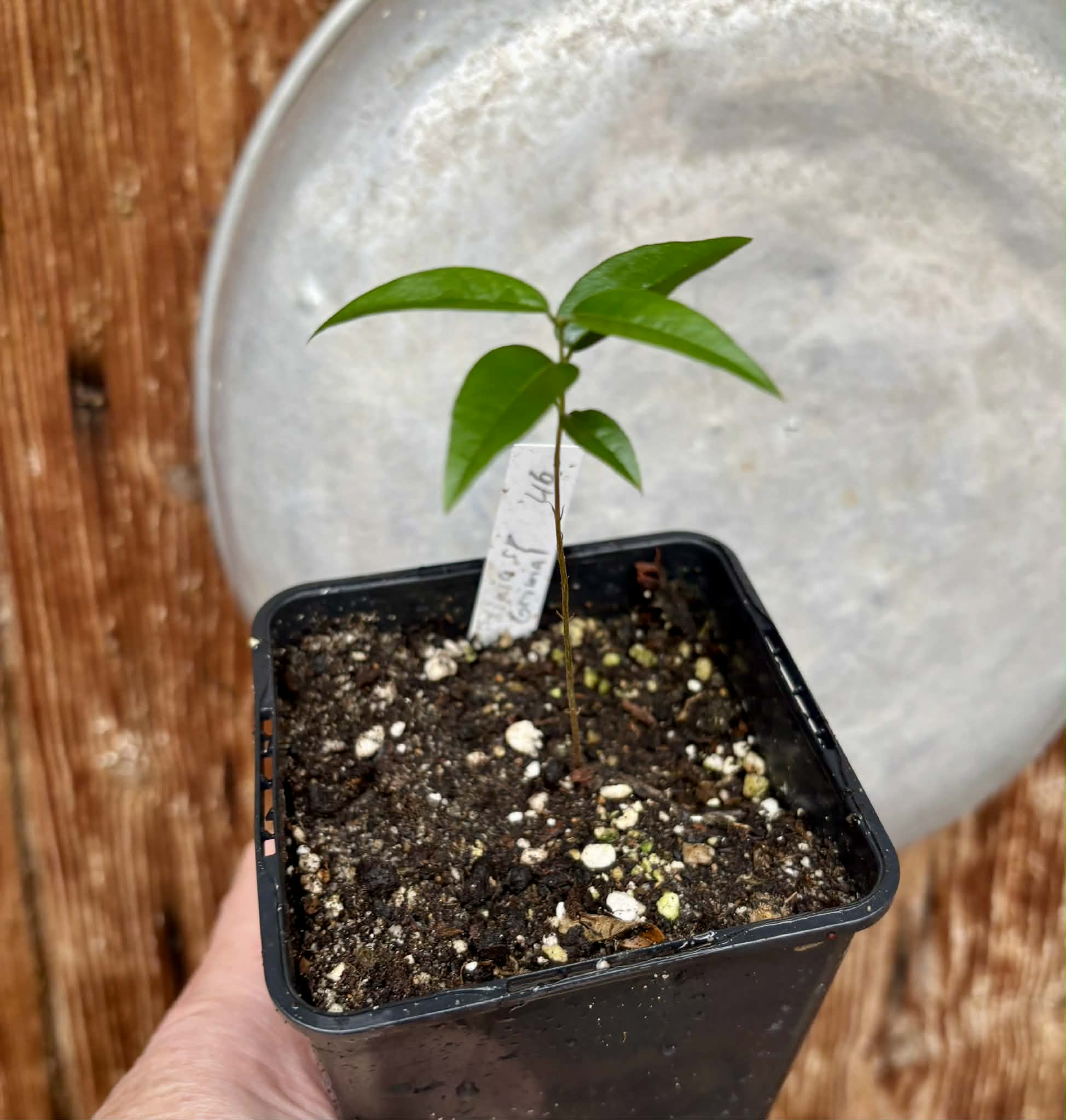The true Grimal - Jabuticaba Peluda-de-Alagoas (Plinia sp Grimal) -  1 potted plant / 1 getopfte Pflanze