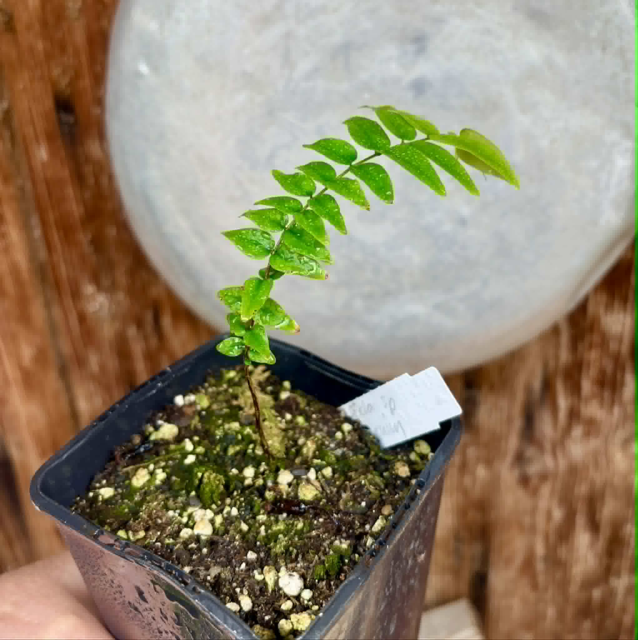 Myrciaria sp Maruim - 1 potted seedling / 1 getopfter Sämling