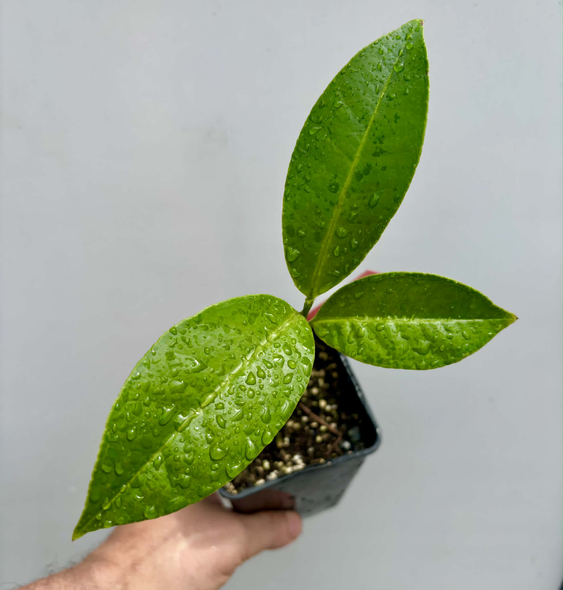 Eugenia sp Terebinthina - 1 potted seedling / 1 getopfter Sämling