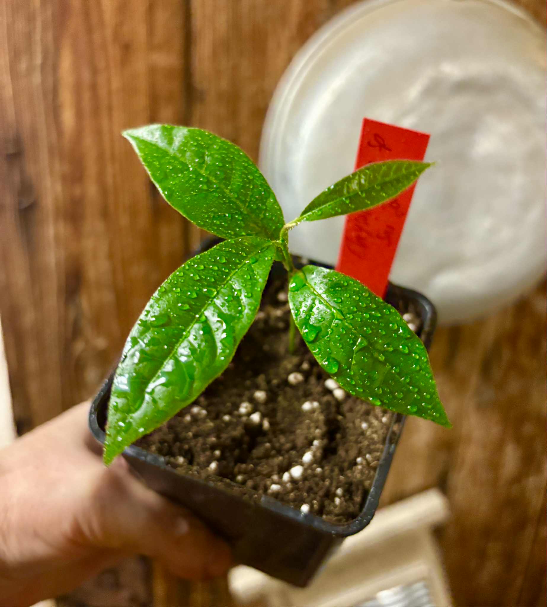 Goiapeba - Chrysophyllum sp Sao Joao - 1 potted seedling / 1 getopfter Sämling