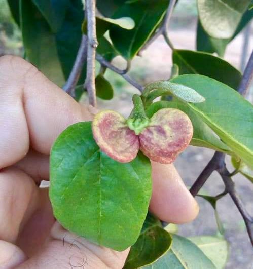 Annona bahiensis - 1 fresh seed / 1 frischer Samen