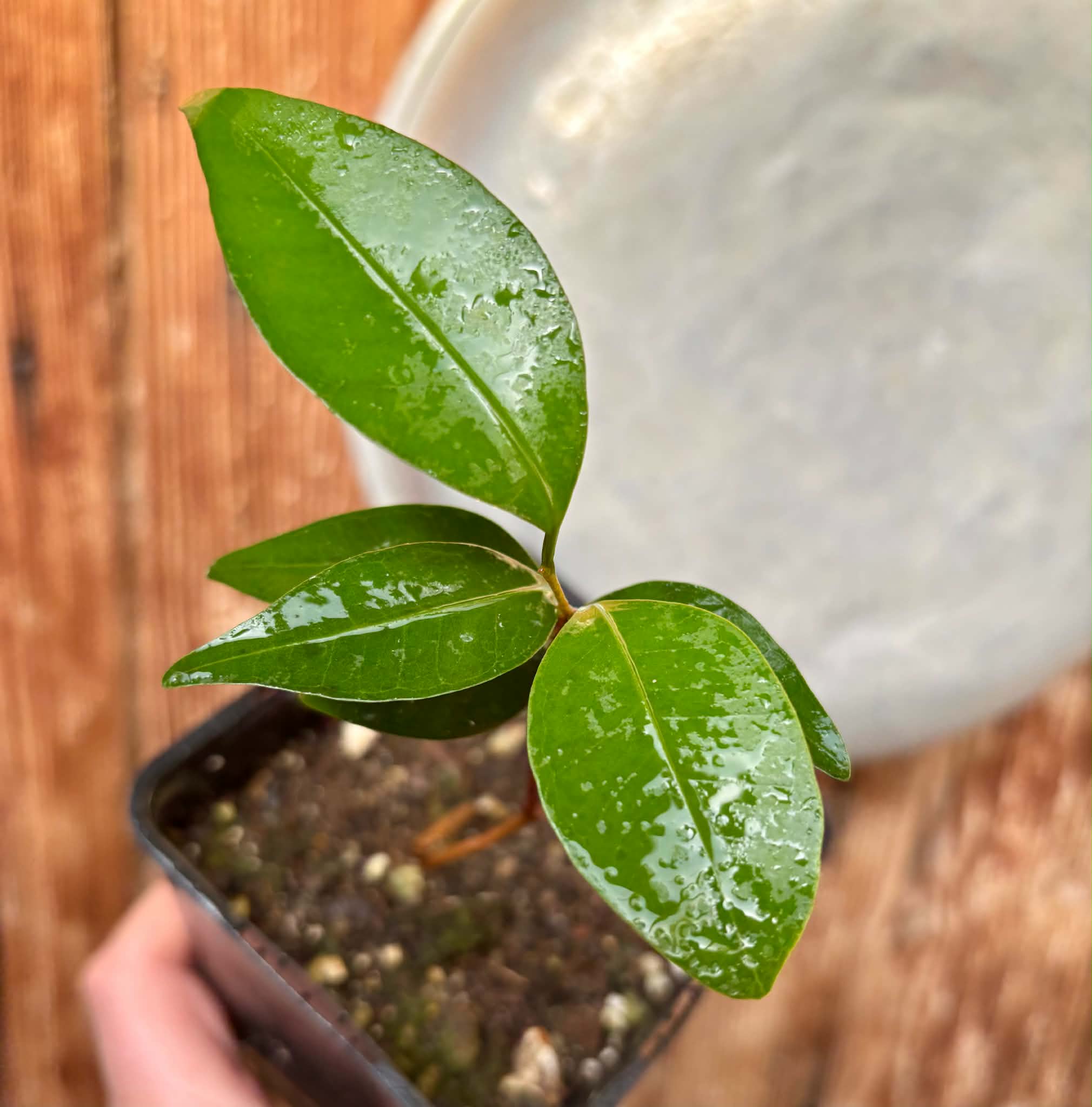 Eugenia sp Amarela Redonda - 1 potted seedling / 1 getopfter Sämling