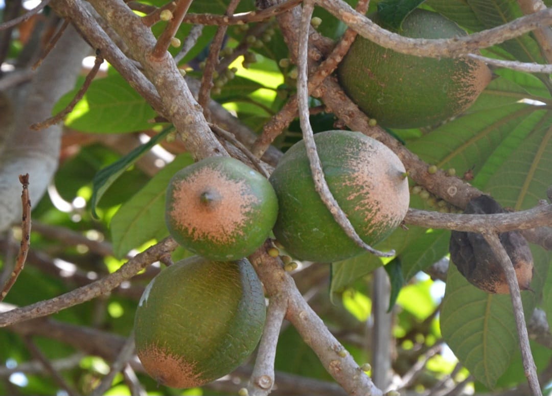 Green Sapote (Pouteria viridis) - 1 fresh seed / 1 frischer Samen