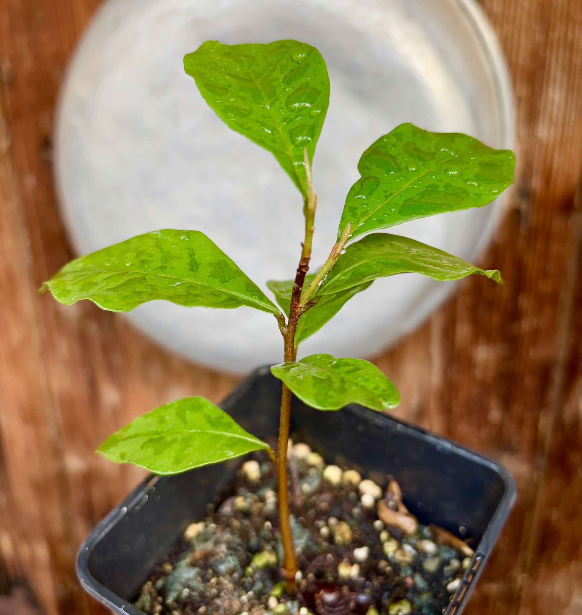 Pouteria reticulata - Maria Preta - 1 potted plant / 1 getopfte Pflanze