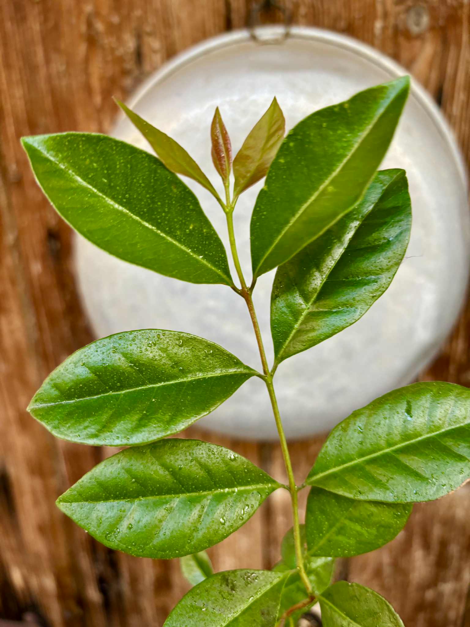 Psidium cattleyanum - Strawberry Guava  - 1 potted plant / 1 getopfte Pflanze