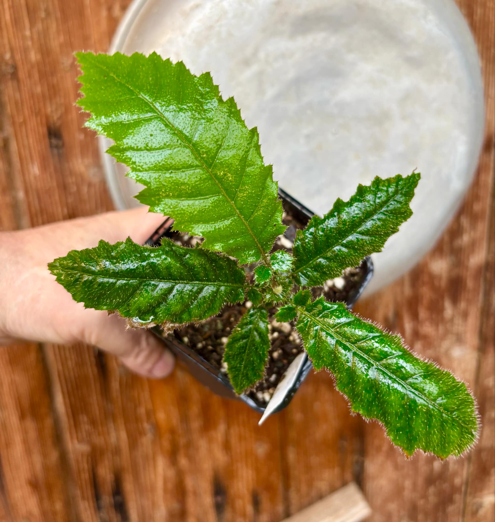 Davidson Plum (Davidsonia jerseyana) - 1 potted plant / 1 getopfte Pflanze
