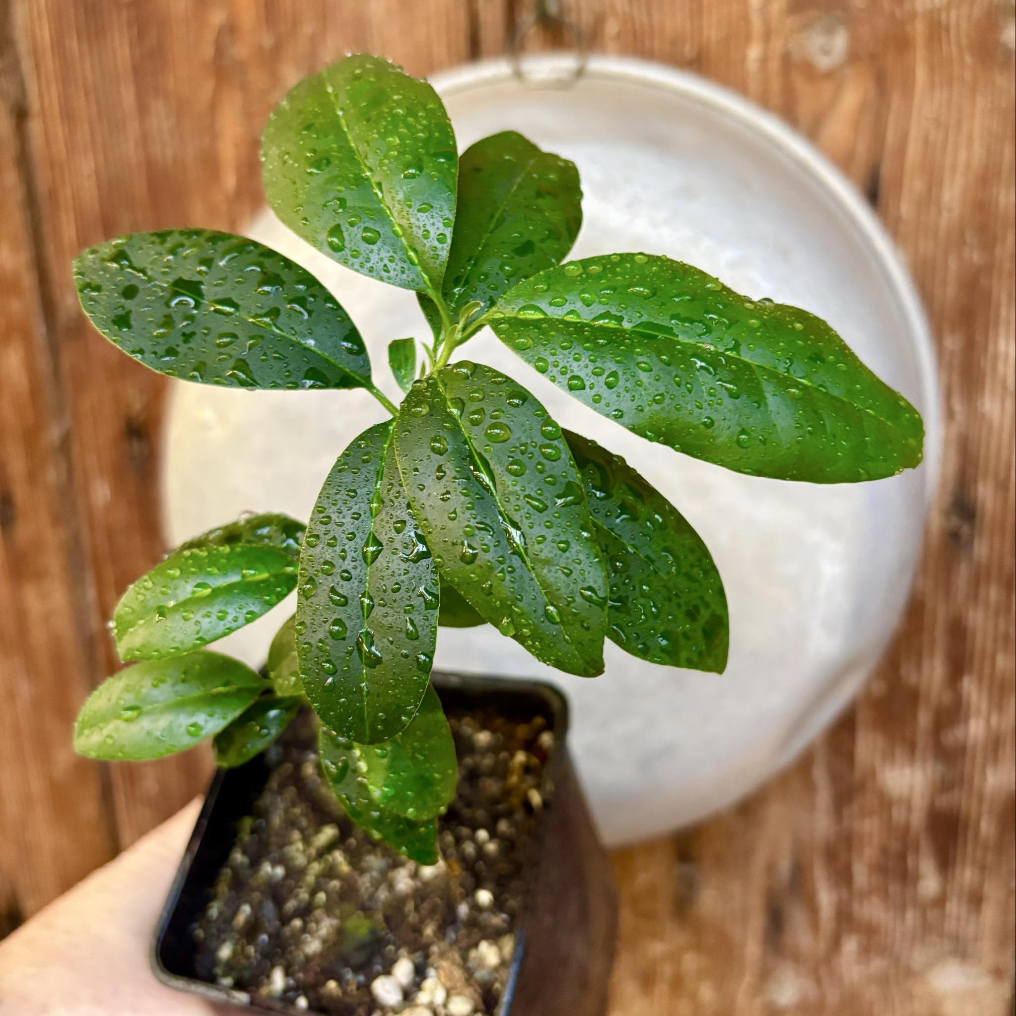 Eugenia dichroma - Pitanga Fanta - 1 potted seedling / 1 getopfter Sämling