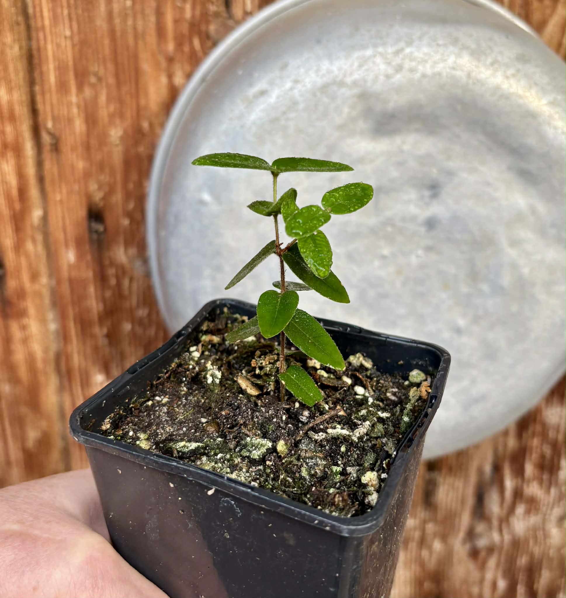 Myrciaria caerulescens (Roxa - Blue Guaquiea) - 1 potted seedling / 1 getopfter Sämling