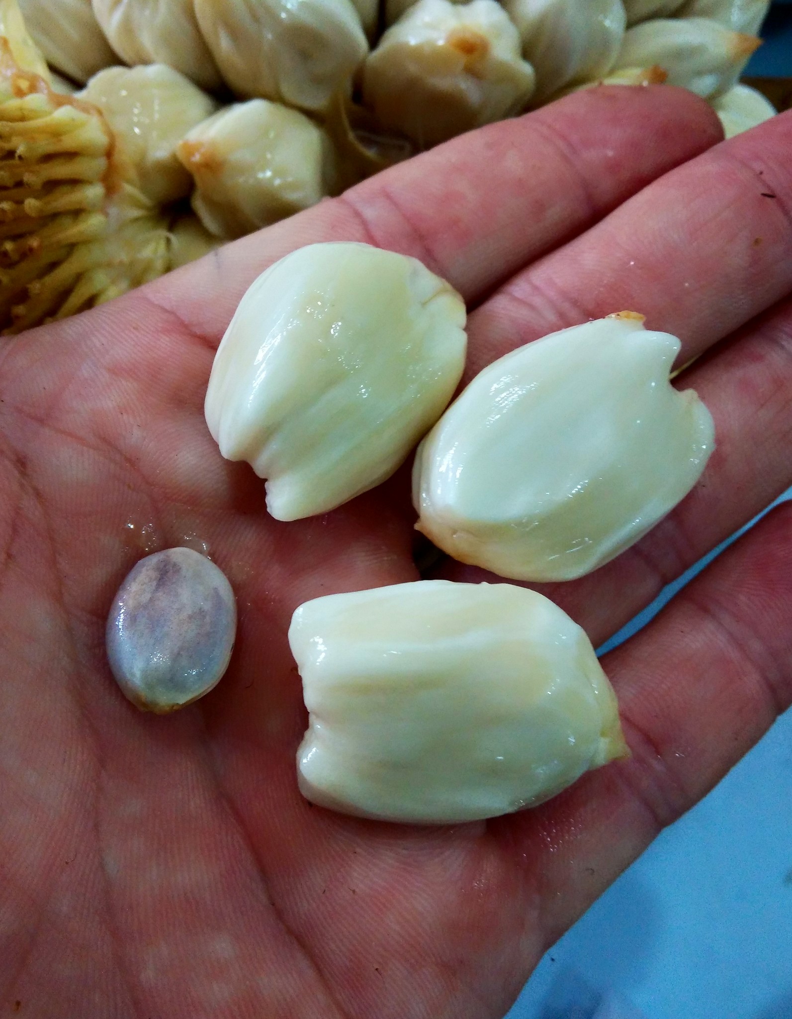 Marang (Artocarpus odoratissimus) - 1 germinated seed / 1 gekeimter Samen Marang (Artocarpus odoratissimus) - 1 germinated seed / 1 gekeimter Samen