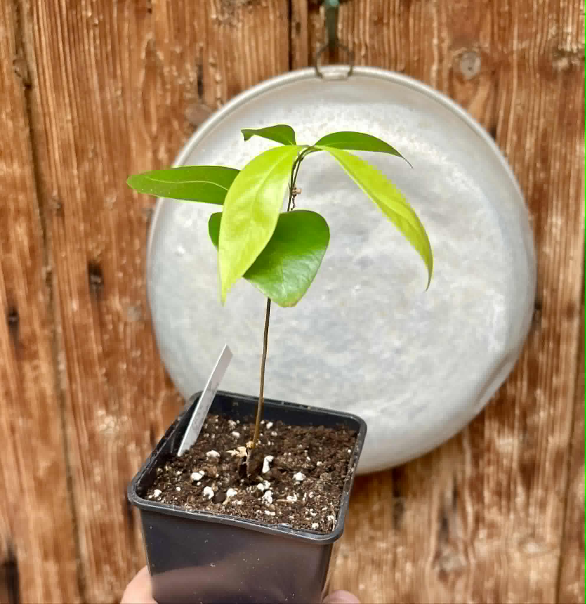 last plant - Inga sp Bananinha -  1 potted seedling  / 1 getopfter Sämling
