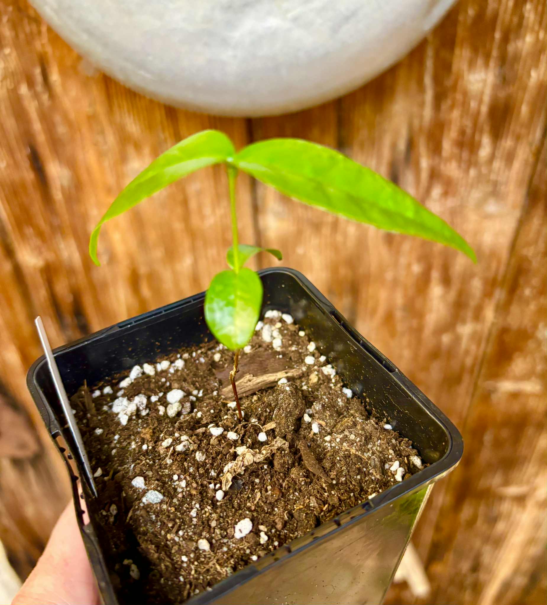 Eugenia uniflora var. Tutti Colore  - 1 small potted seedling / 1 kleiner, getopfter Sämling