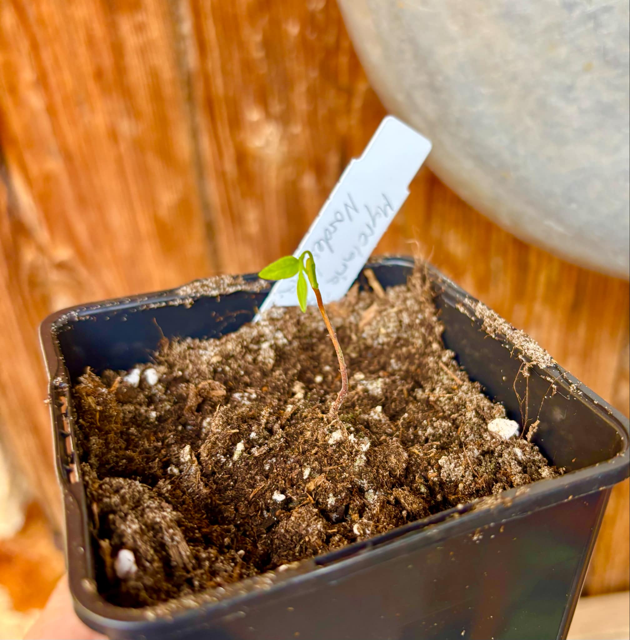 Myrciaria sp Nordestina - 1 small potted seedling / 1 kleiner, getopfter Sämling