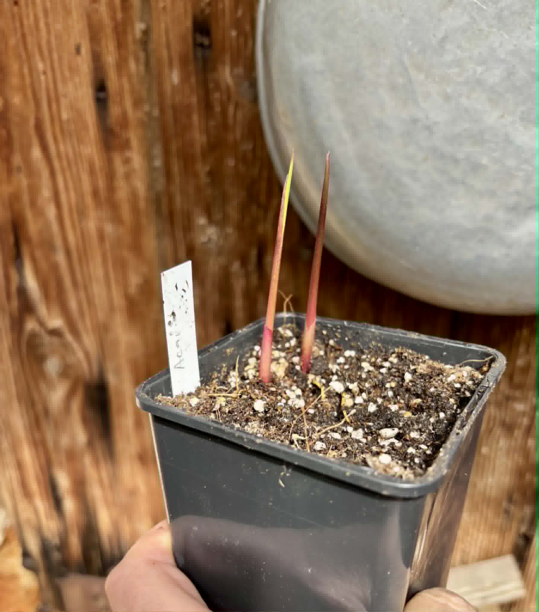 2 in 1 pot - Acai (Euterpe oleracea) -  2 seedlings in one pot / 2 Sämlinge in einem Topf