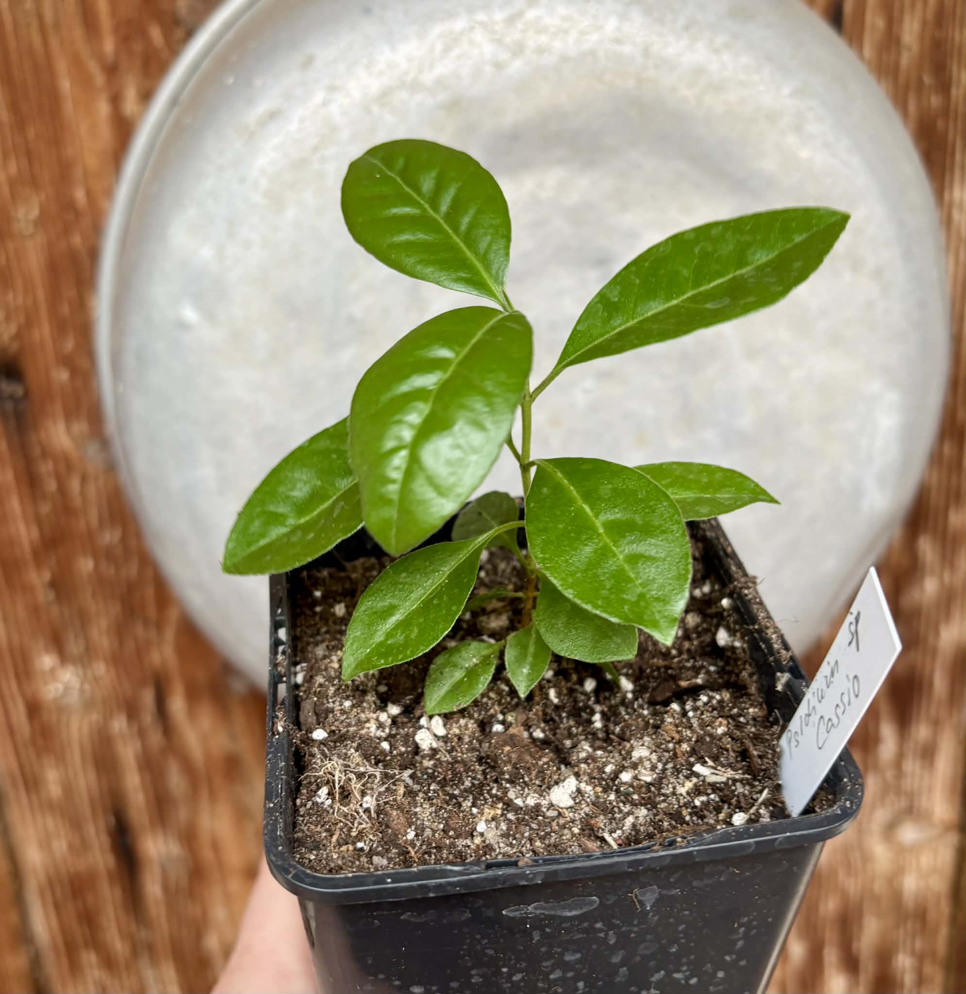 last plant - Psidium sp Cassio - 1 potted seedling / 1 getopfter Sämling