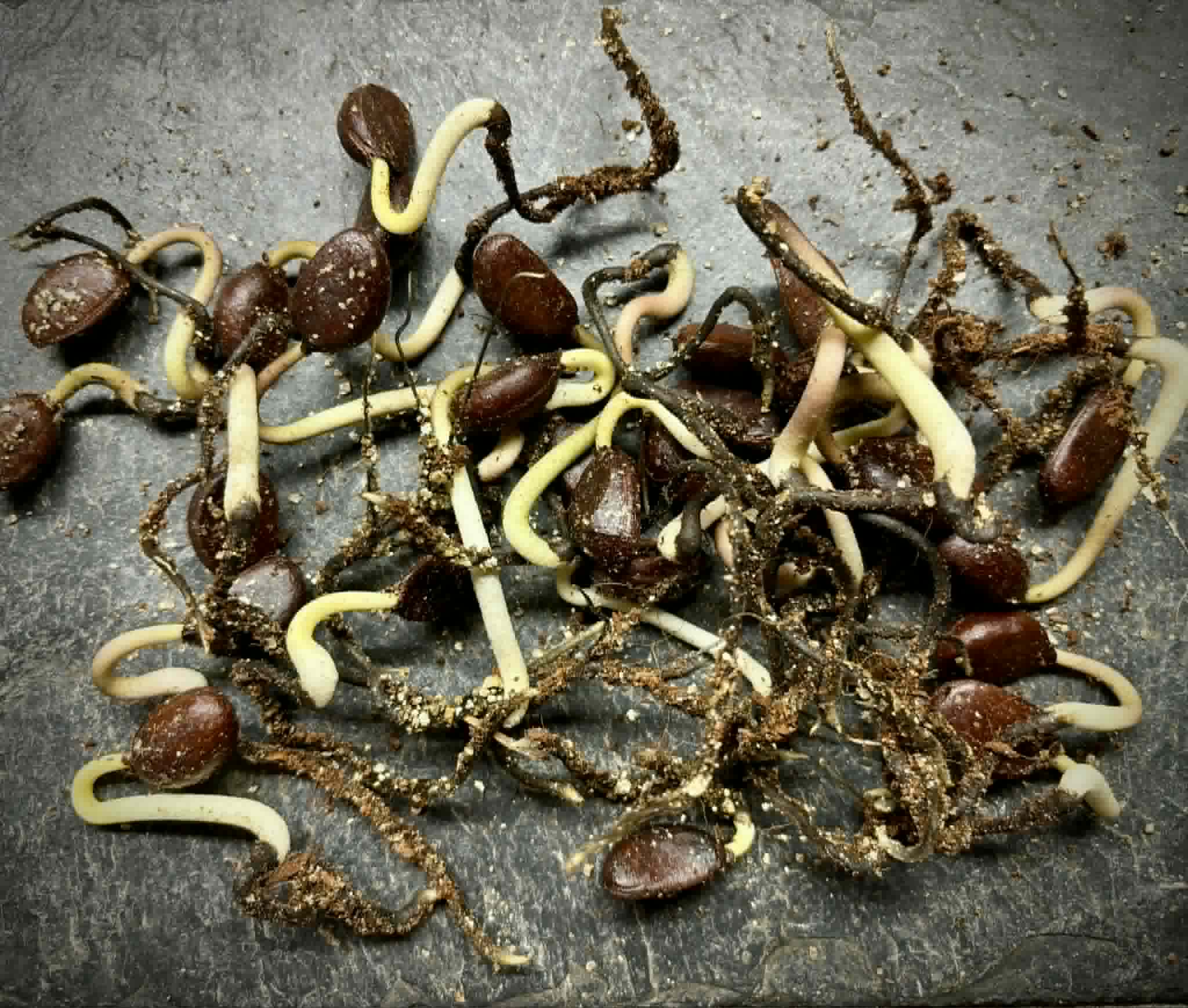 28 germinated seeds - Black Sapote var. Bernecker (Diospyros nigra) - 28 germinated seeds / 28 gekeimte Samen