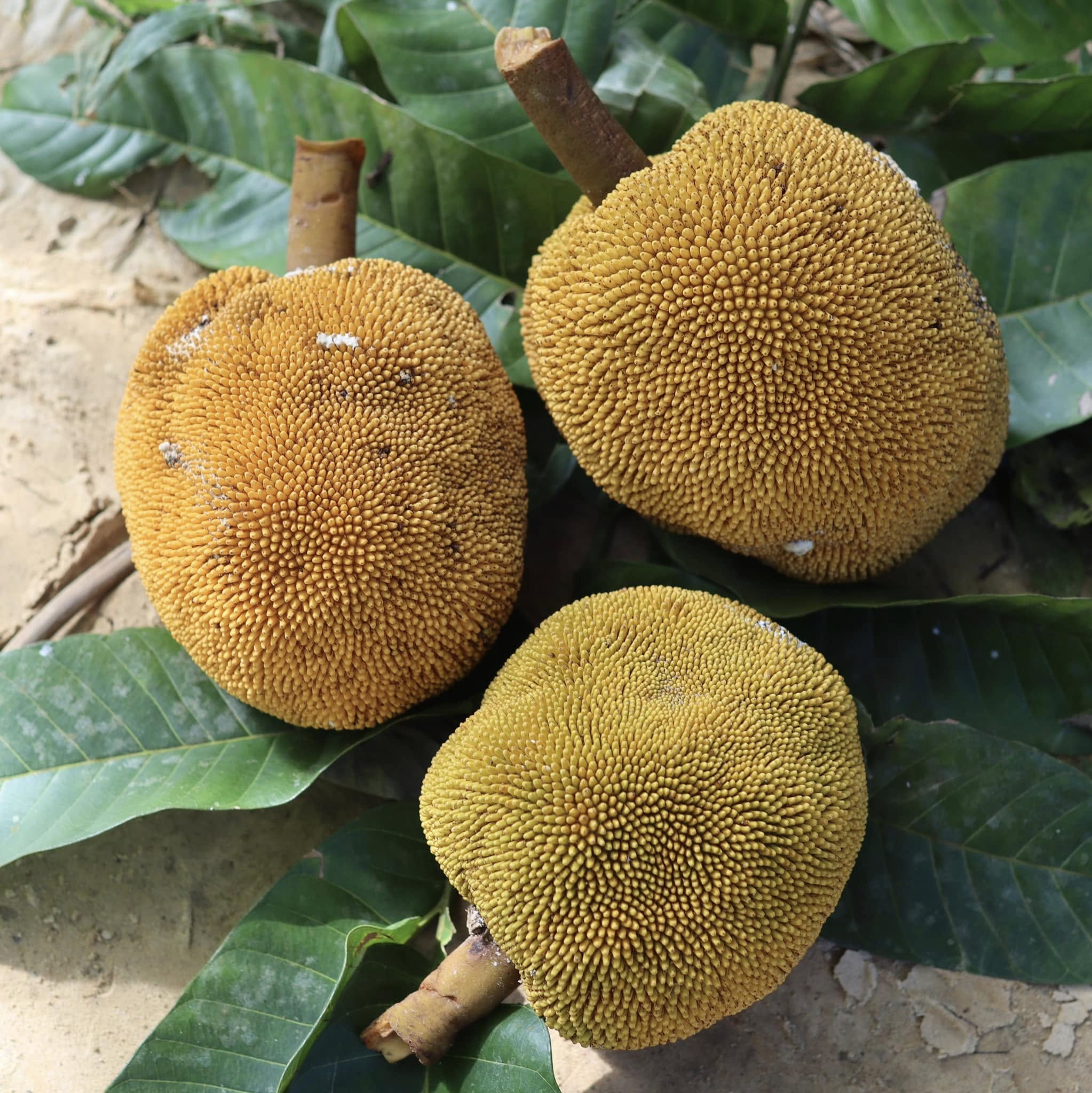 Pre Order -  Mentawa (Artocarpus anisophyllus) - 1 fresh seed / 1 frischer Samen
