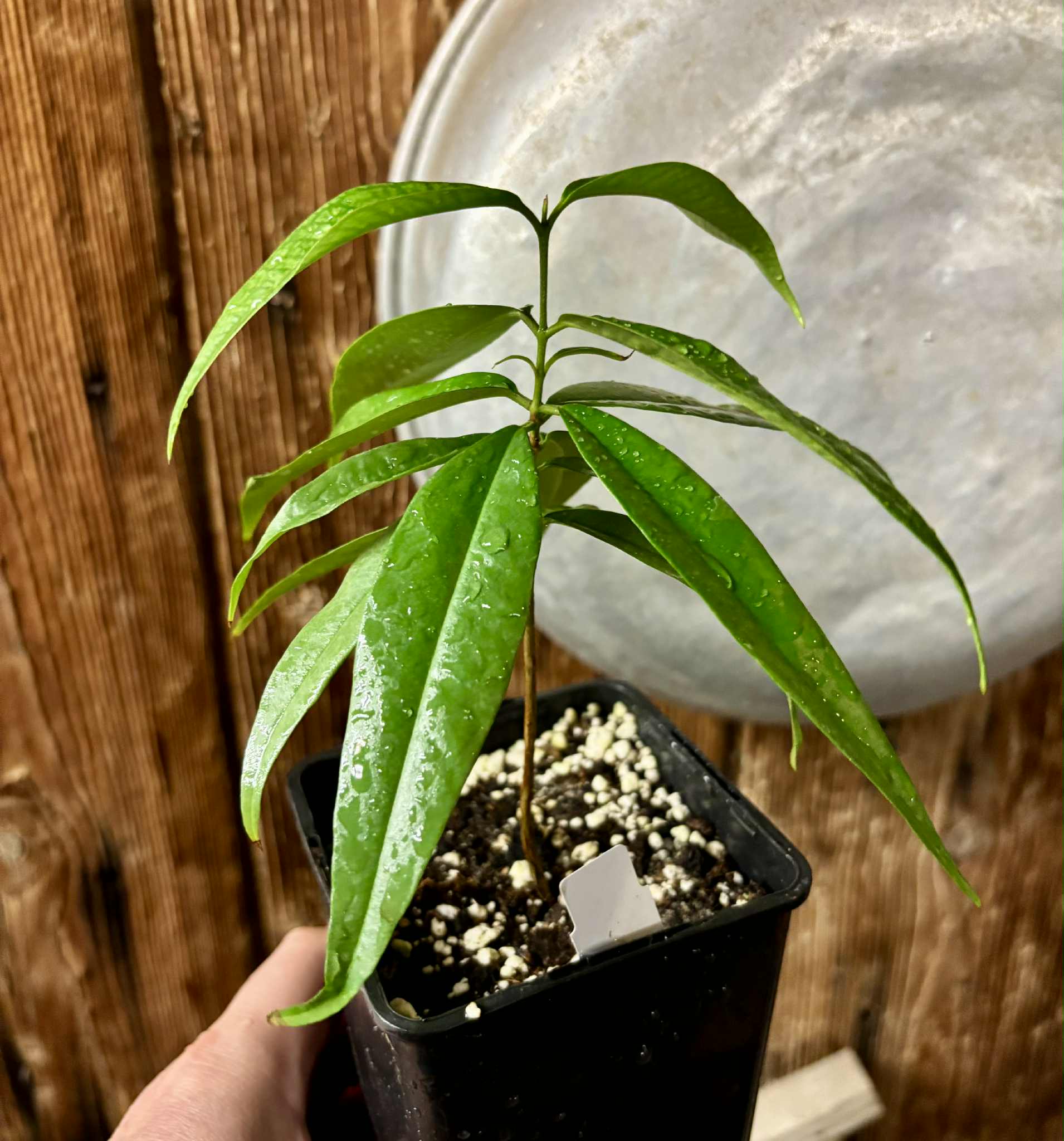 Eugenia bahiensis var. Sementes pintada  - 1 potted plant / 1 getopfte Pflanze