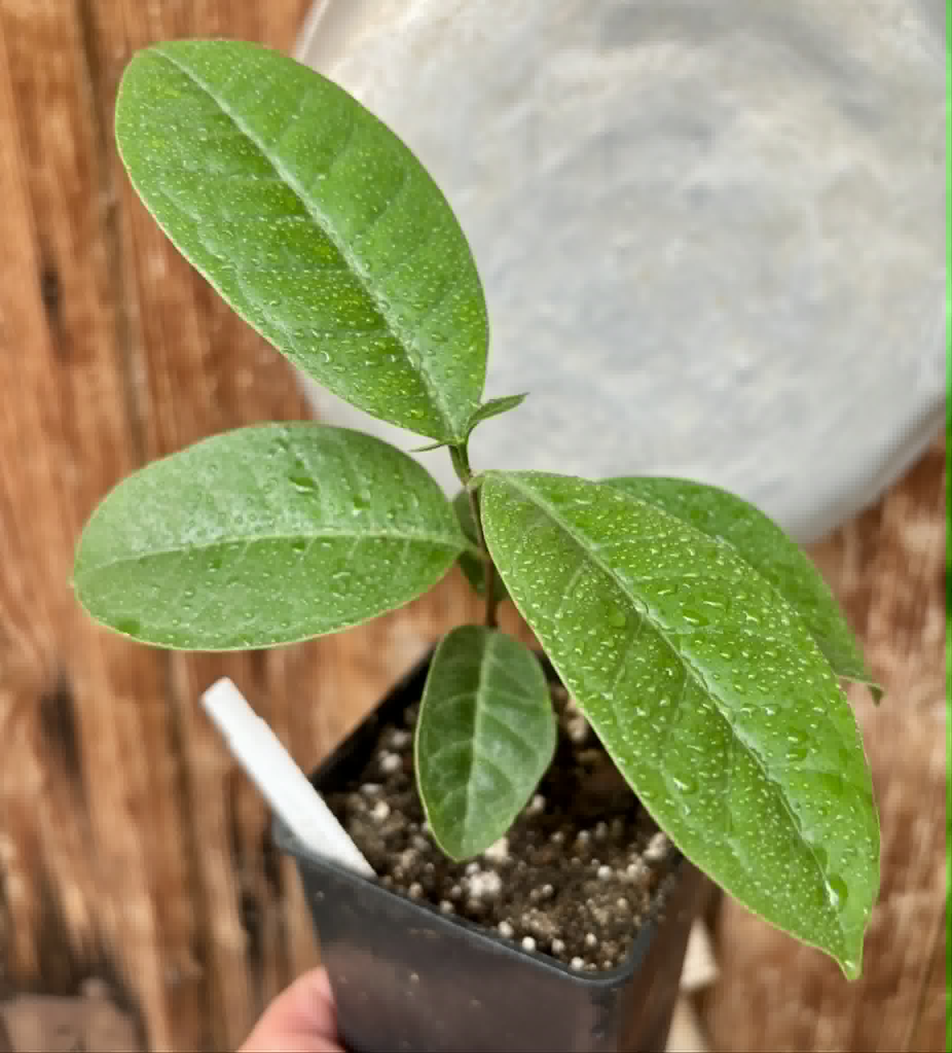 Eugenia bahiensis  - 1 potted plant / 1 getopfte Pflanze