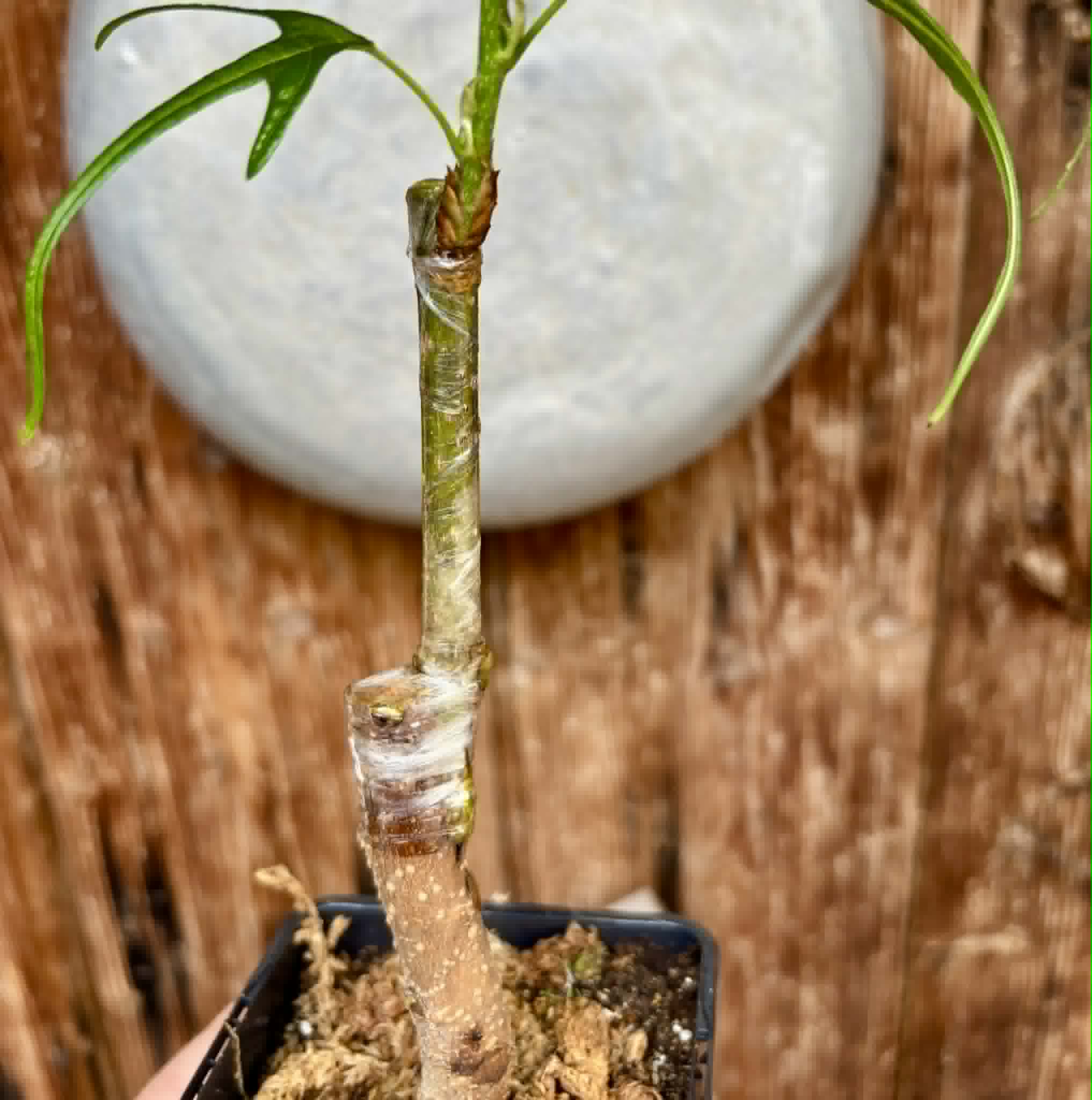 Chicken Claw (Morus trilobata) - 1 grafted, potted plant / 1 veredelte, getopfte Pflanze