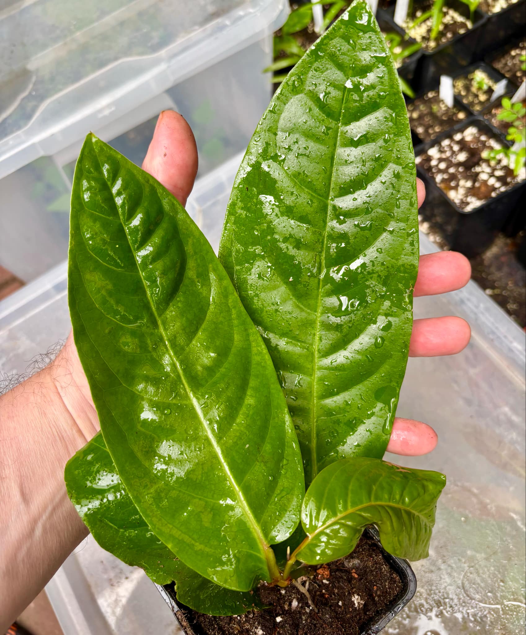 rooted cutting - Long Pepper  (Piper longum) - 1 potted plant / 1 getopfte Pflanze