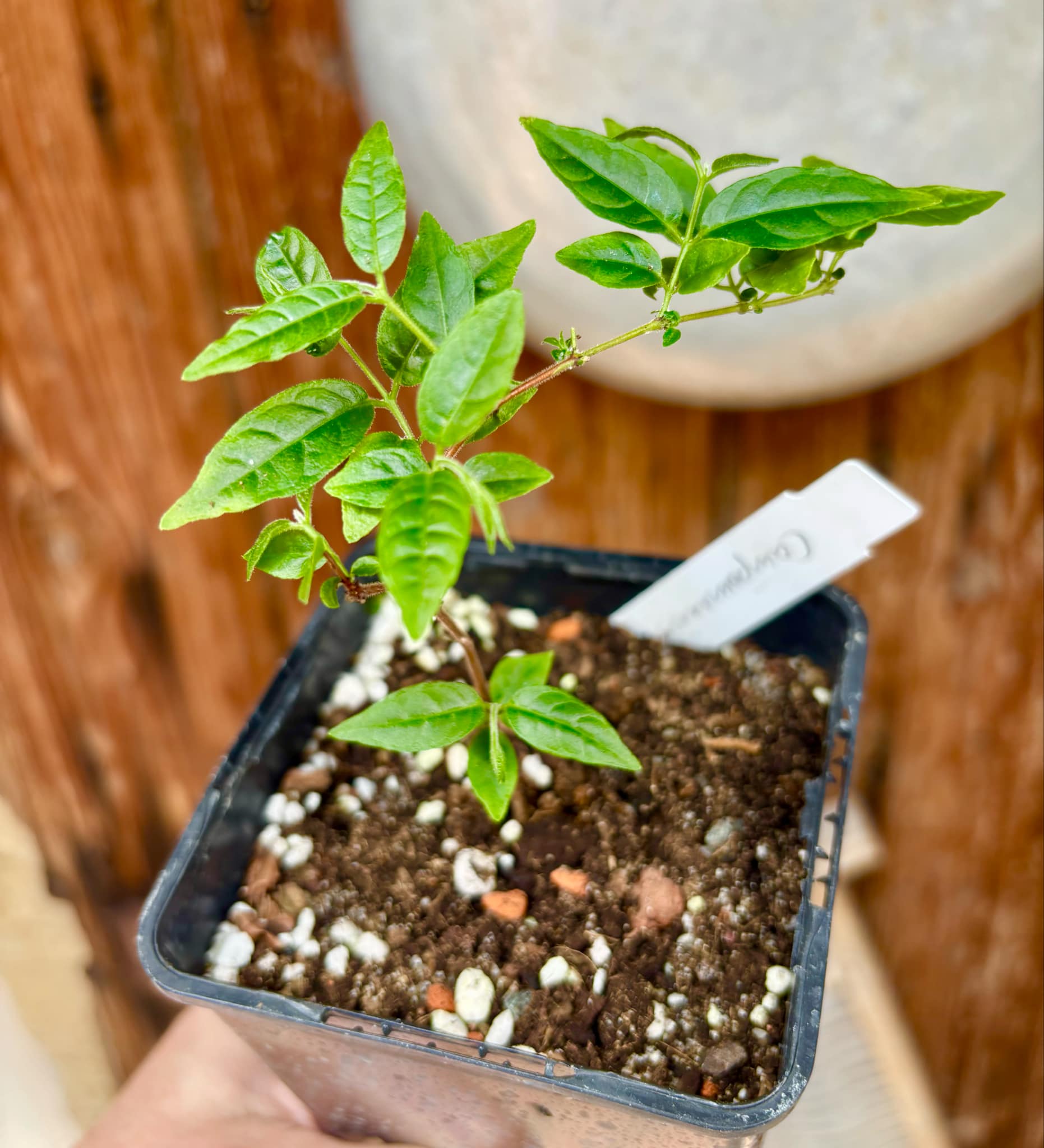 Campomanesia phaea - Flying Saucer Fruit - Cambuci  - 1  potted plant / 1 getopfte Pflanze