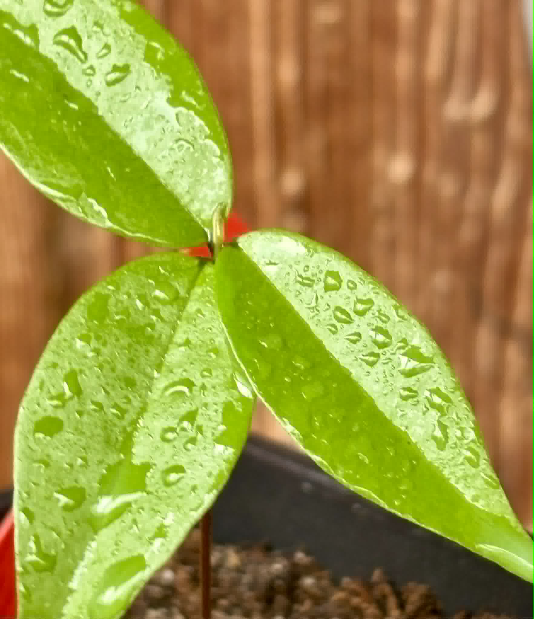 Eugenia sp Ametista - 1 potted seedling / 1 getopfter Sämling
