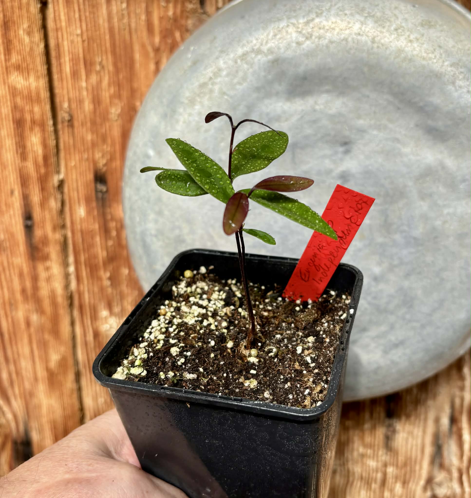 Eugenia sp Independencia - 1 potted plant / 1 getopfte Pflanze
