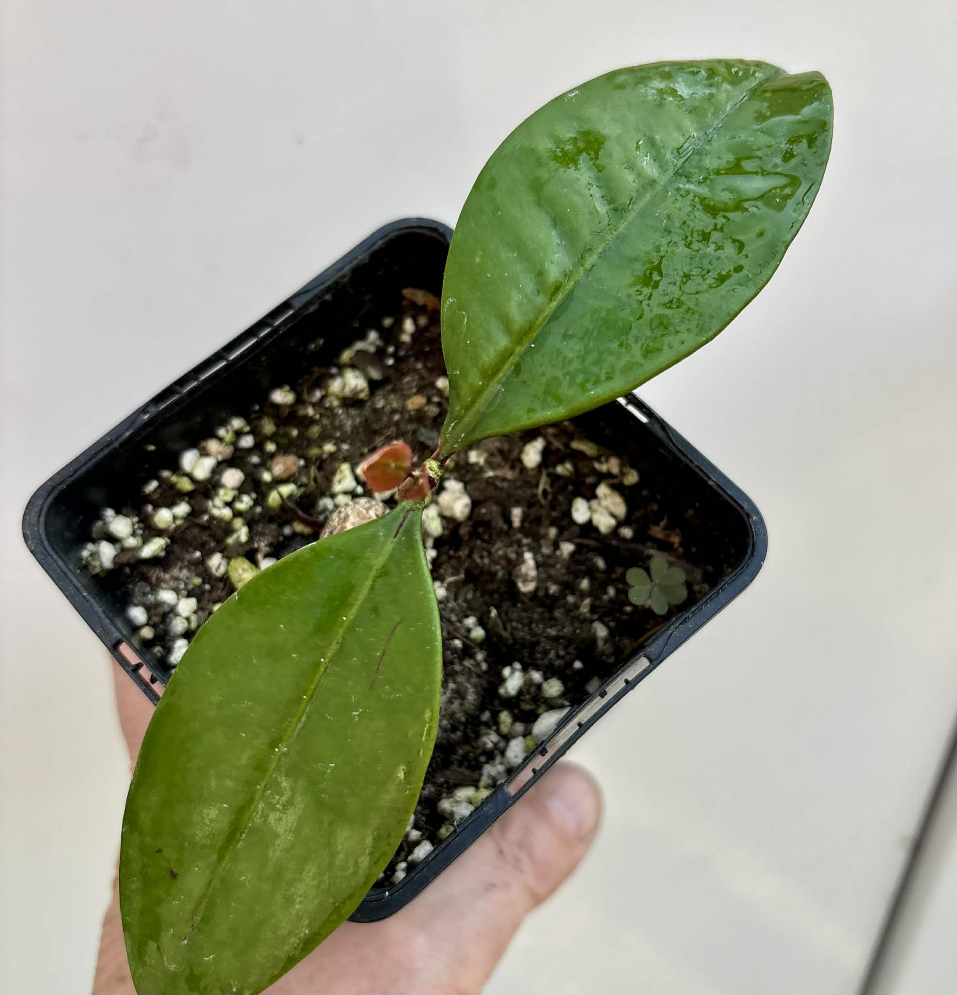 Eugenia sp Essencia negra - 1 potted seedling / 1 getopfter Sämling