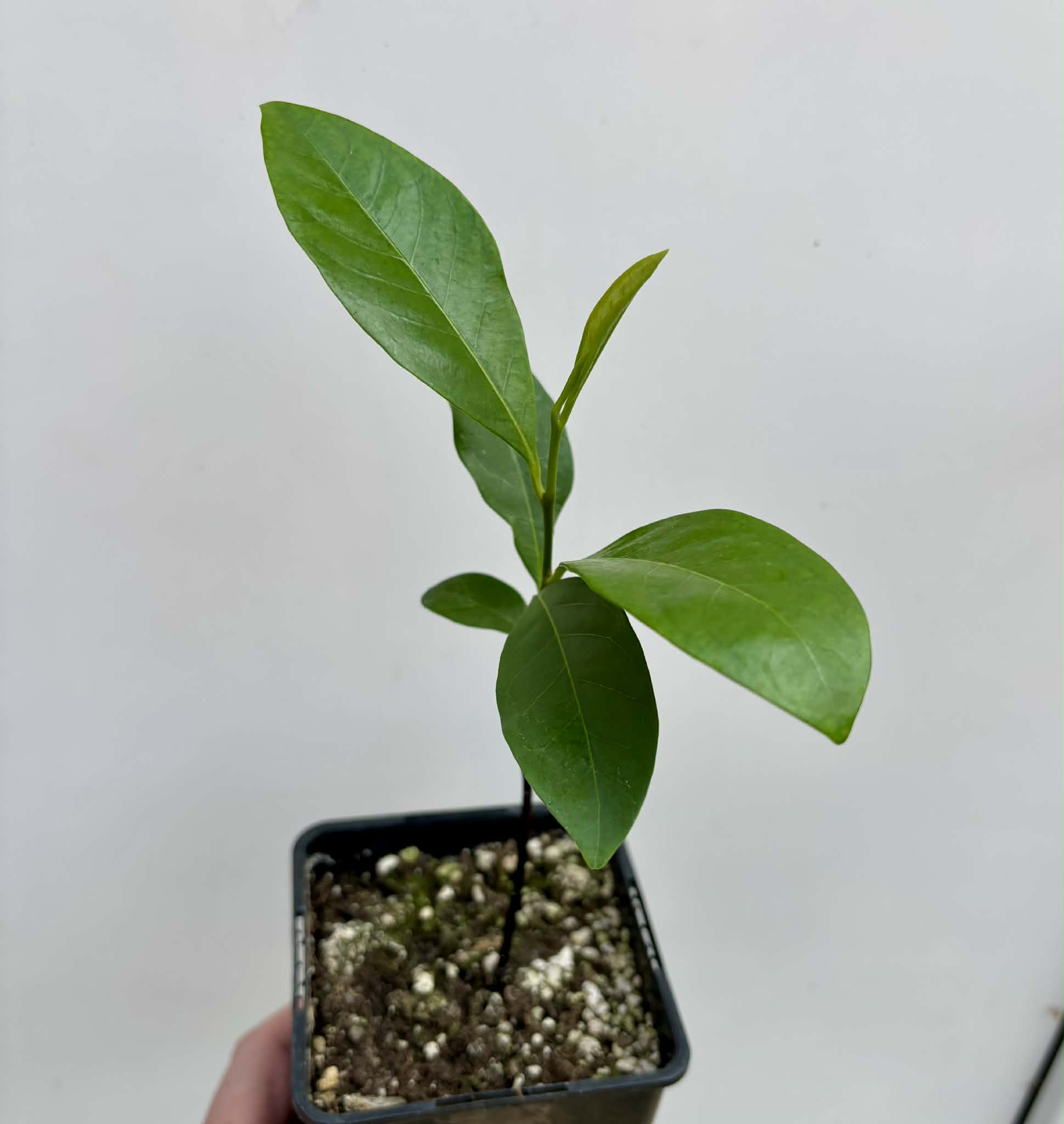 Diospyros nigra - Black Sapote var. Bernecker - 1 potted seedling / 1 getopfter Sämling