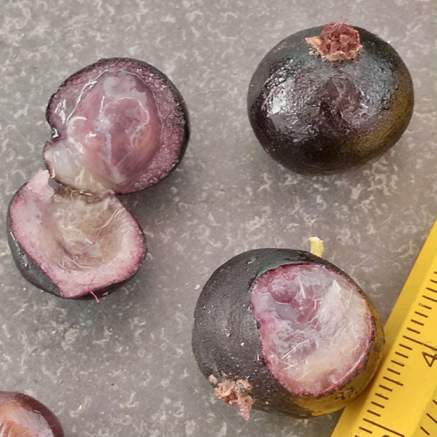 Pre Order - Myrcia sp Jaboticaba de Penca -  1 fresh seed / 1 frischer Samen