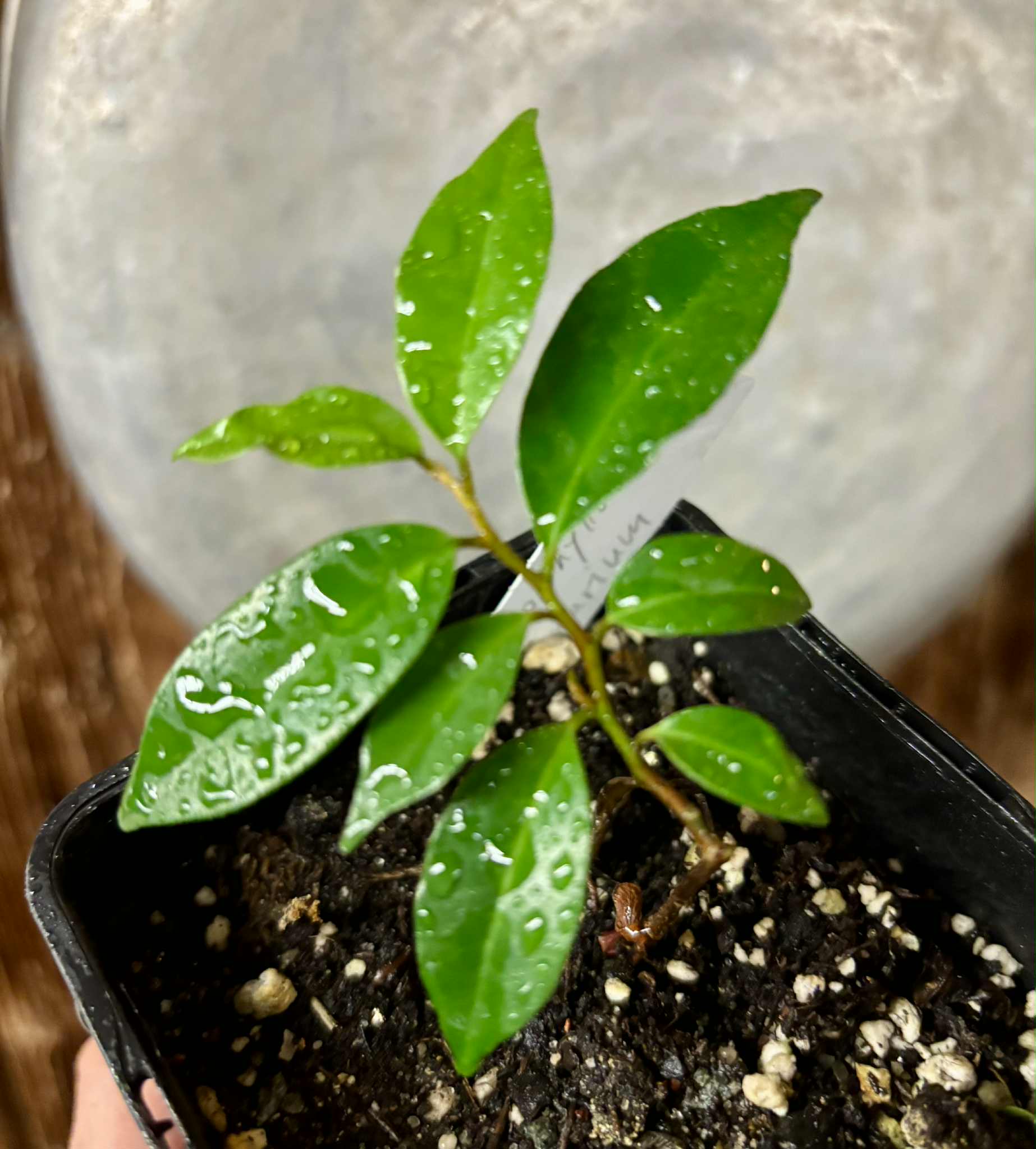 Chrysophyllum arenarium - Ameixa do Nordeste - 1 potted plant / 1 getopfte Pflanze