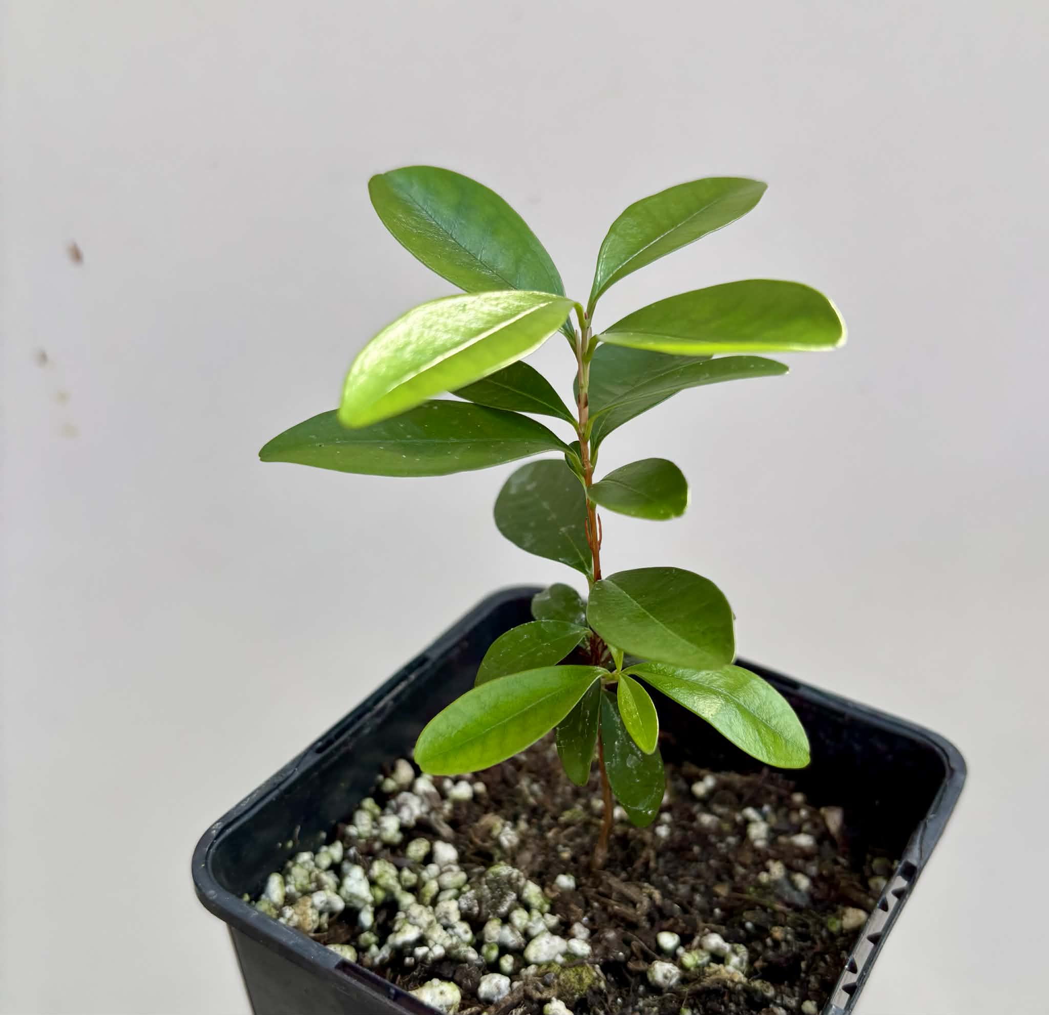 Eugenia sp Nova Rio Guari - 1 potted seedling / 1 getopfter Sämling