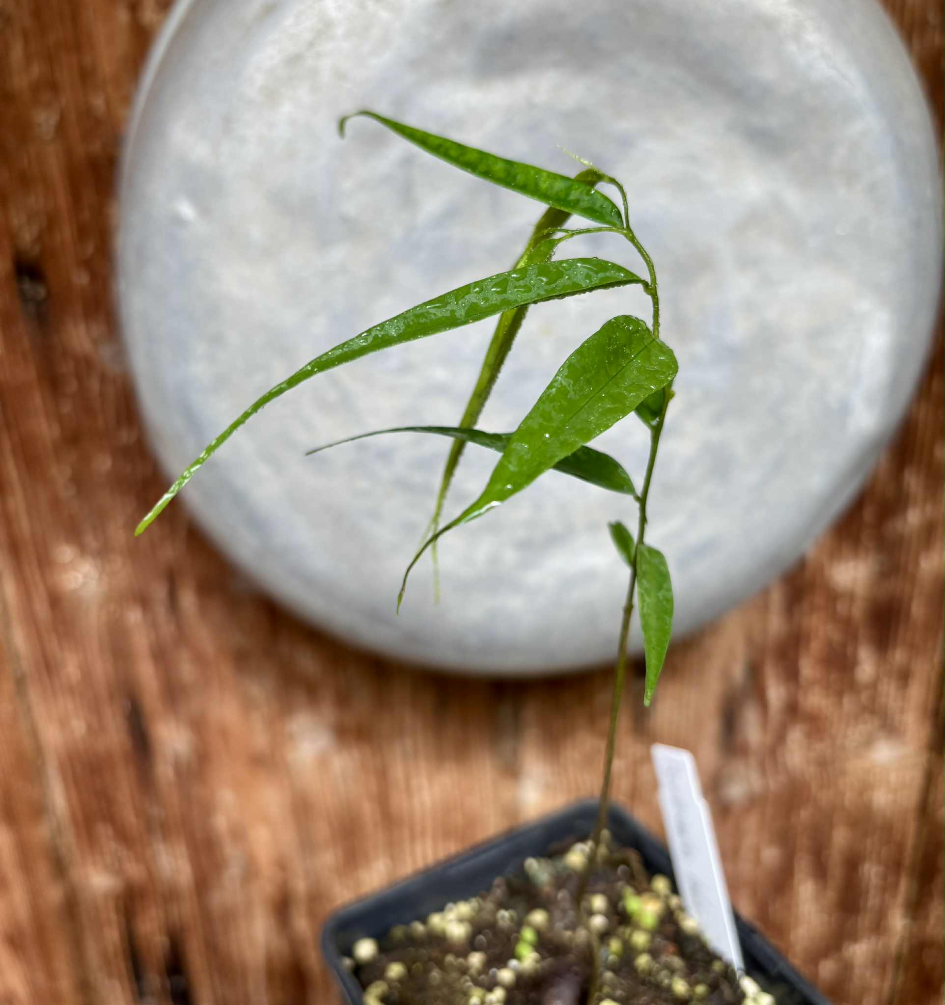 Pseudoxandra bahiensis - 1 small potted plant / 1 kleine getopfte Pflanze